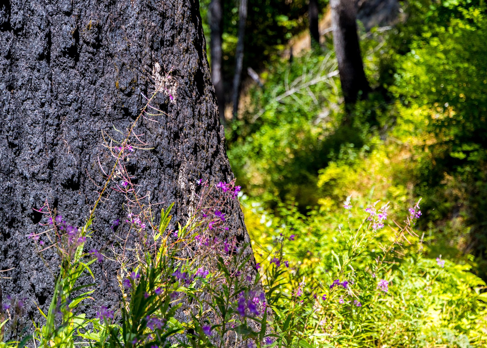  Fireweed and scorched trees.  