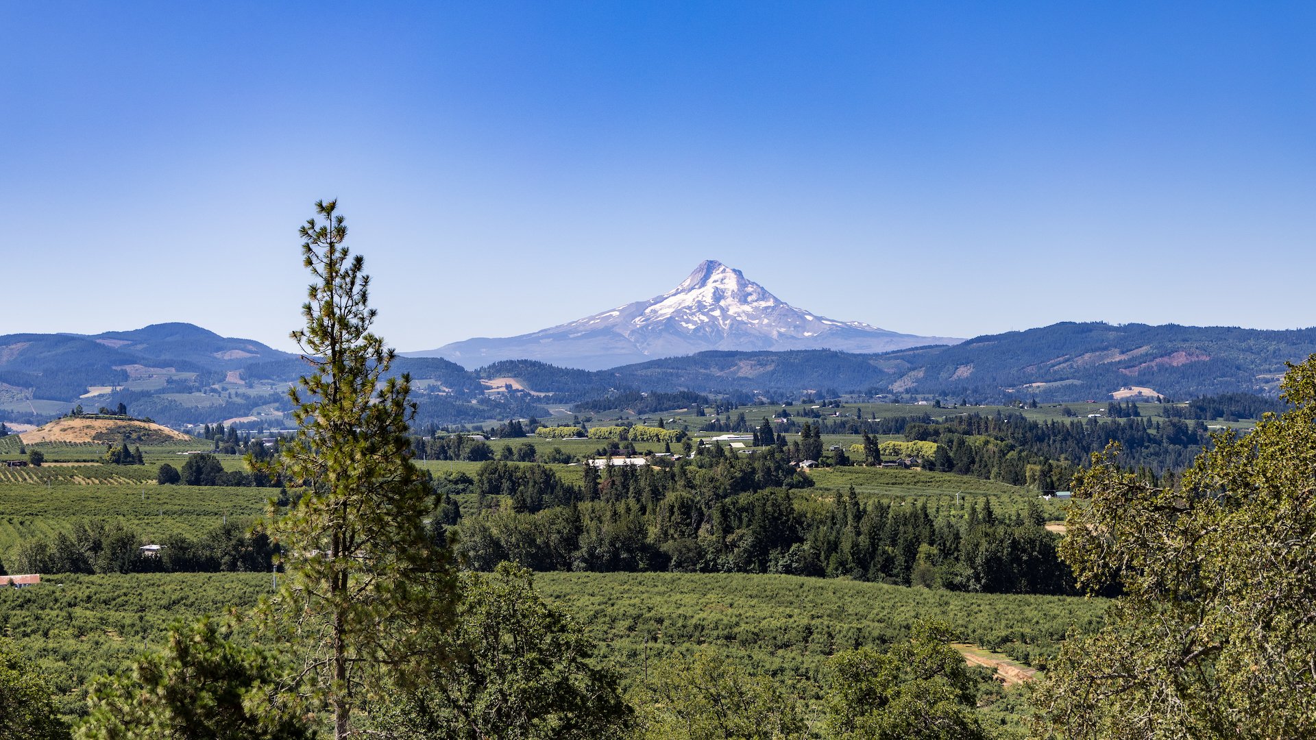  A few views of Mount Hood, from Panorama Point. 