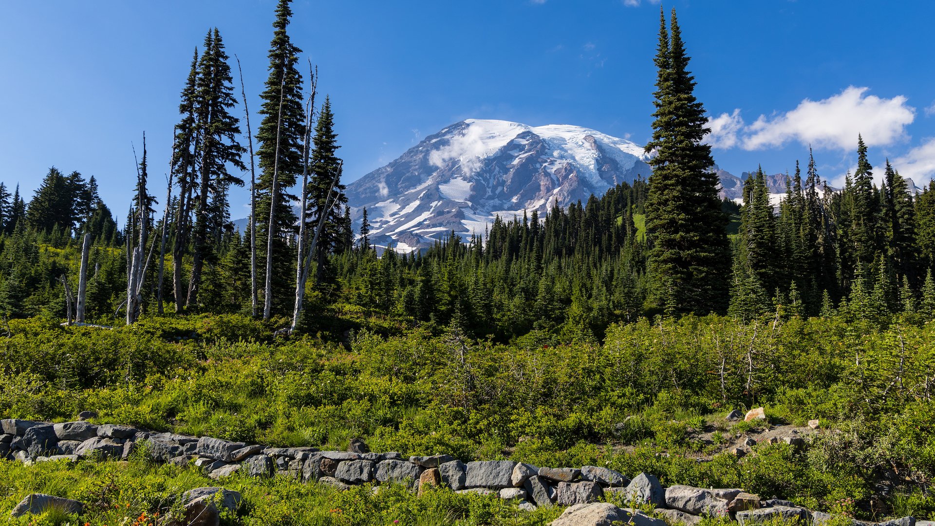  Looking up to Mount Rainier - our first view of the mountain in almost 4 years. 