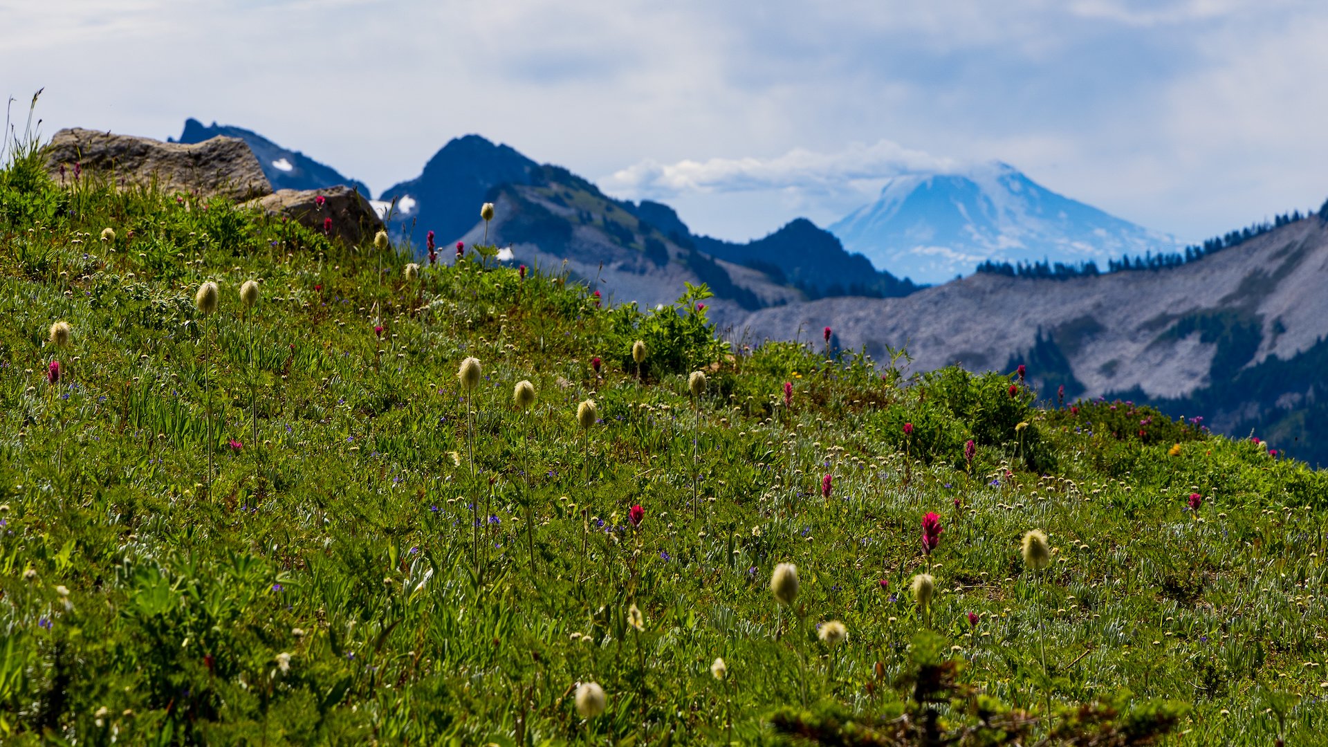  Wildflowers, with Mount Adams in the background. 