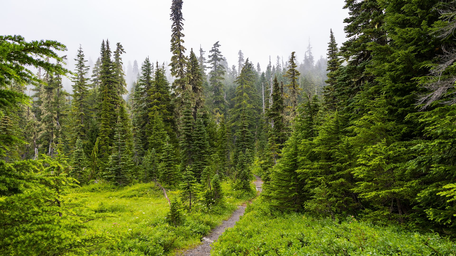  The trail disappears into the lush forest of the valley floor. 