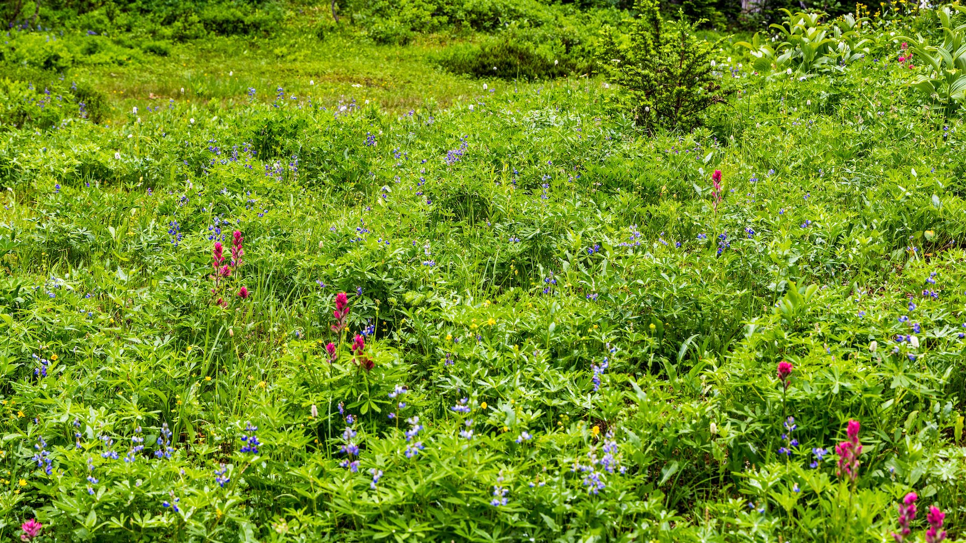  Still not a lot of wildflowers about.  