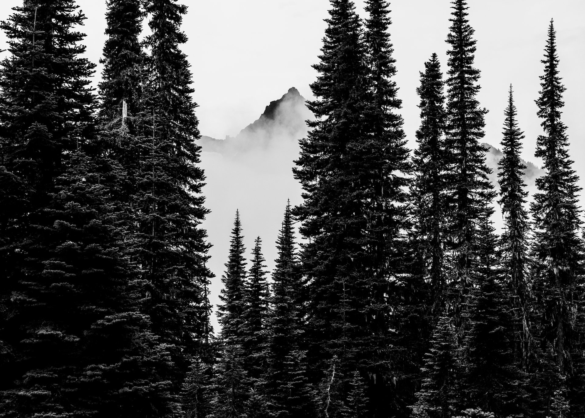  The forests and the Tatoosh Range. We were supposed to climb up there, but the weather did not cooperate.  