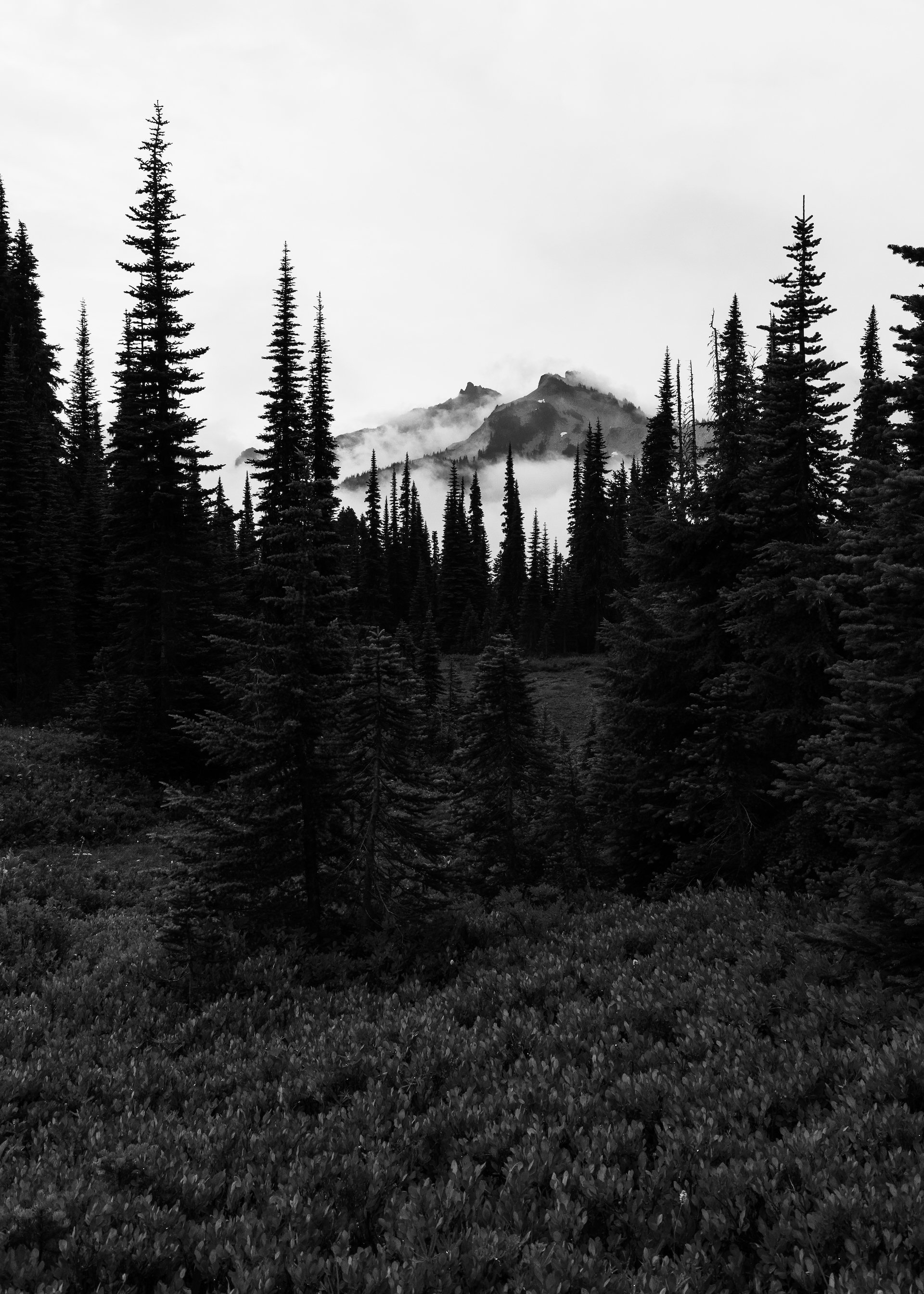 2023 08 Mount Rainier - 149.jpeg