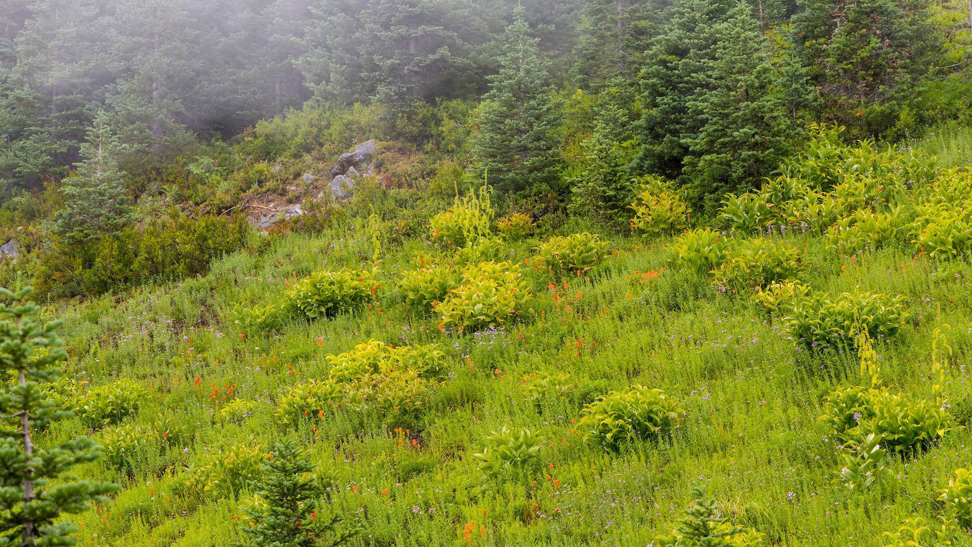  There was a sprinkling of colour everywhere, amongst the vivid green.  