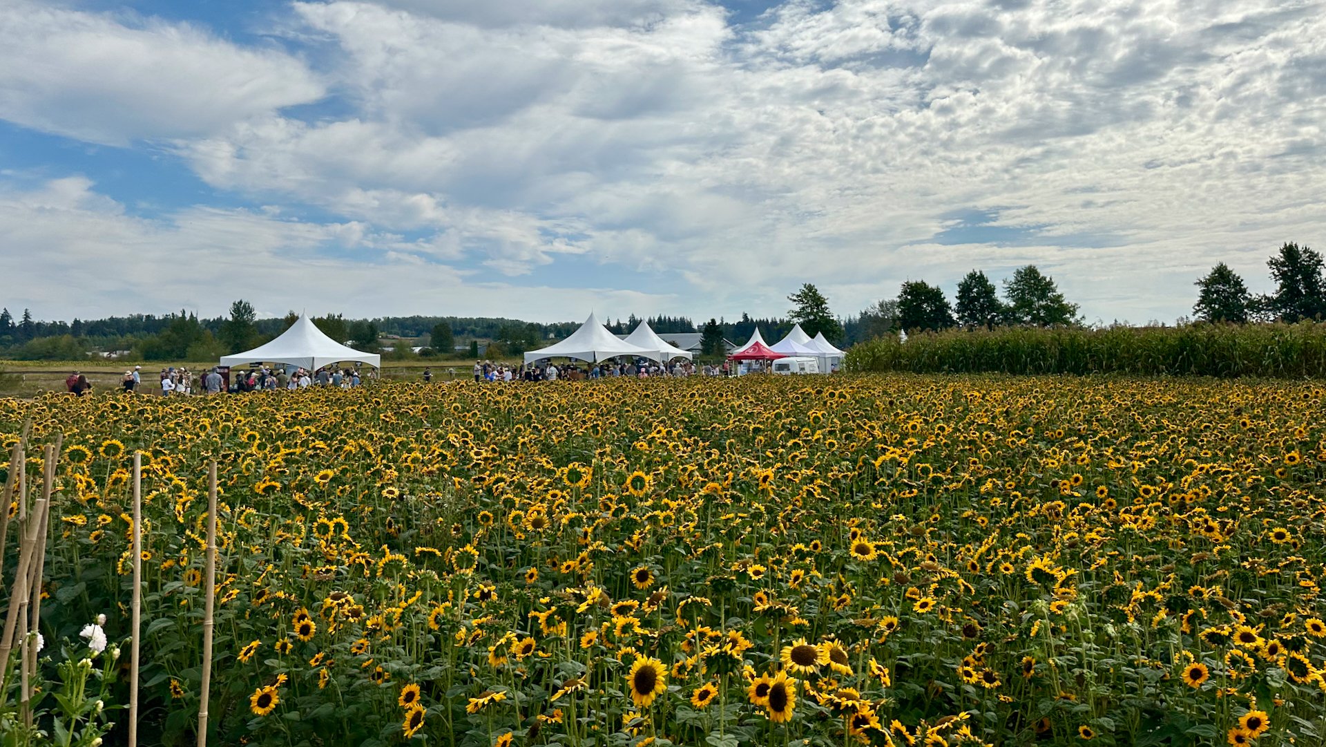  The setting was amazing, with the tents set in fields of sunflowers. 