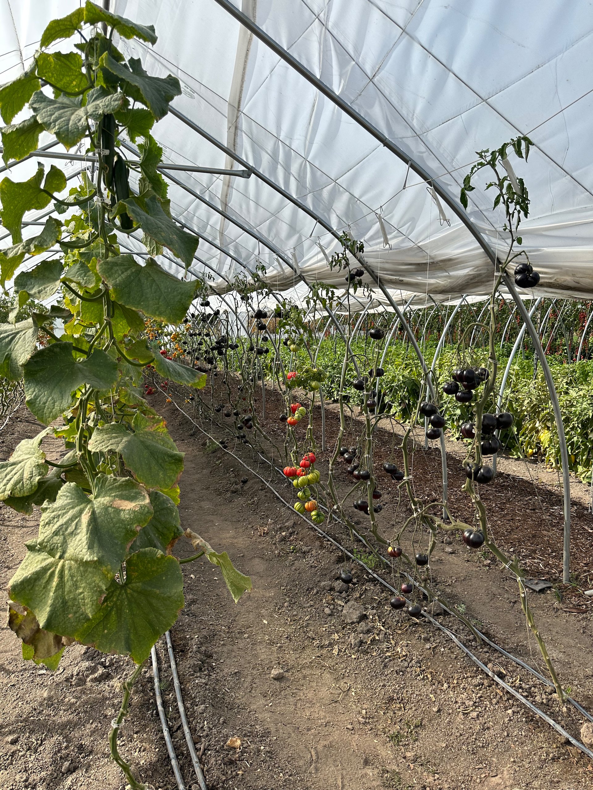 One of the most interesting things for me was to see their greenhouses. This one had cool black tomatoes.  
