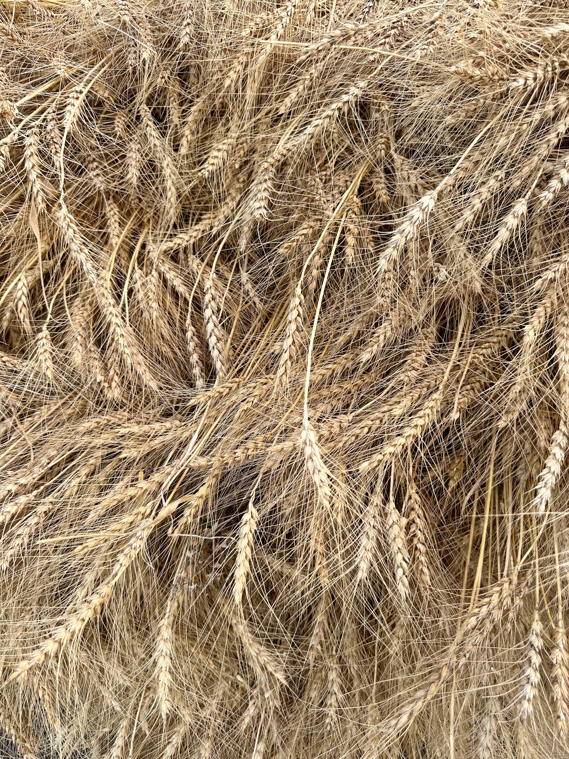  Sheaths of wheat 
