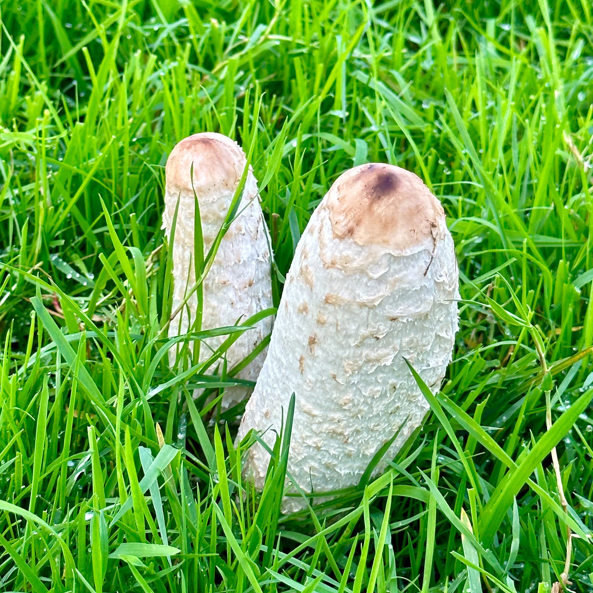  Just off one of the fairways, some cool mushrooms! 