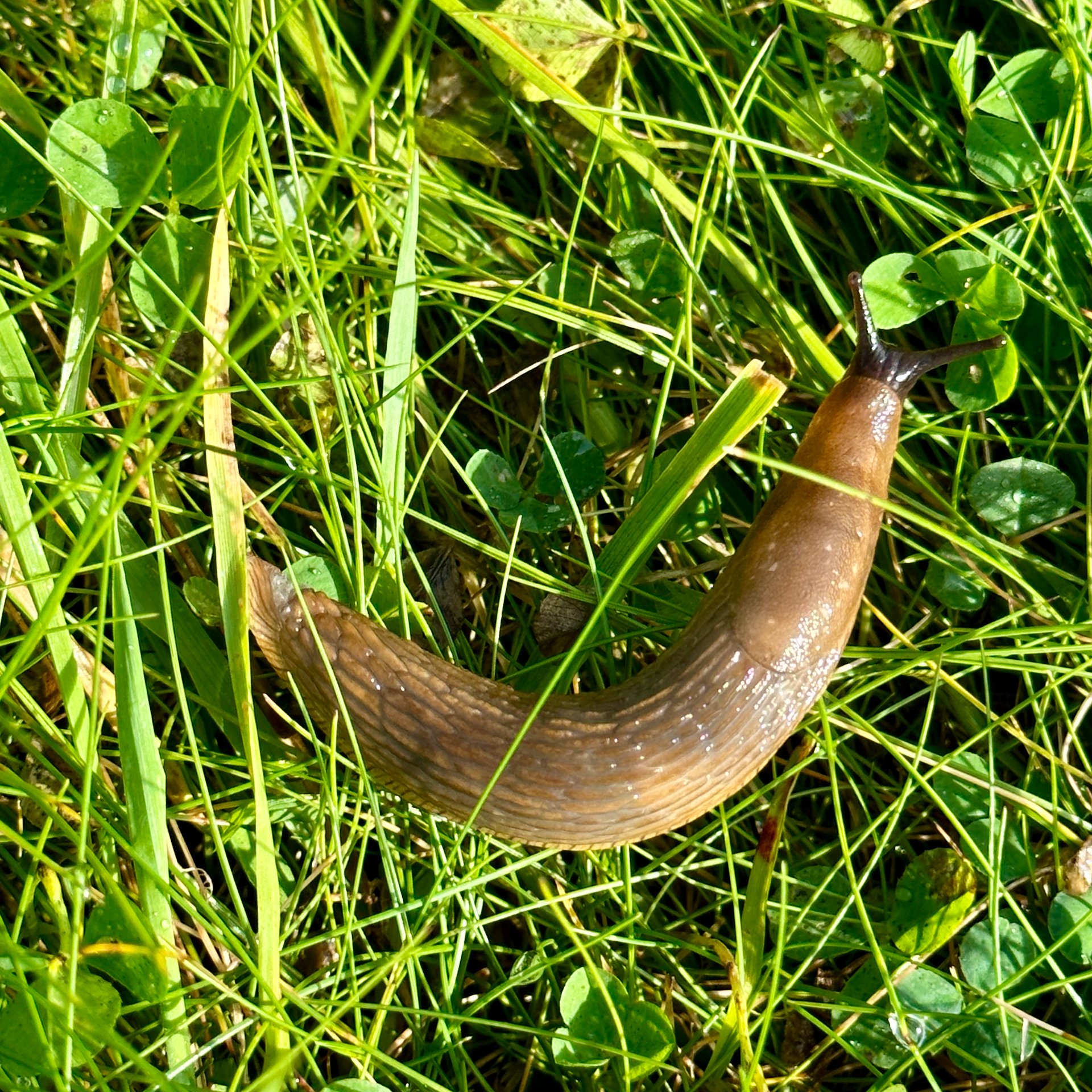  A cool slug - like our banana slugs, but with a black head.  