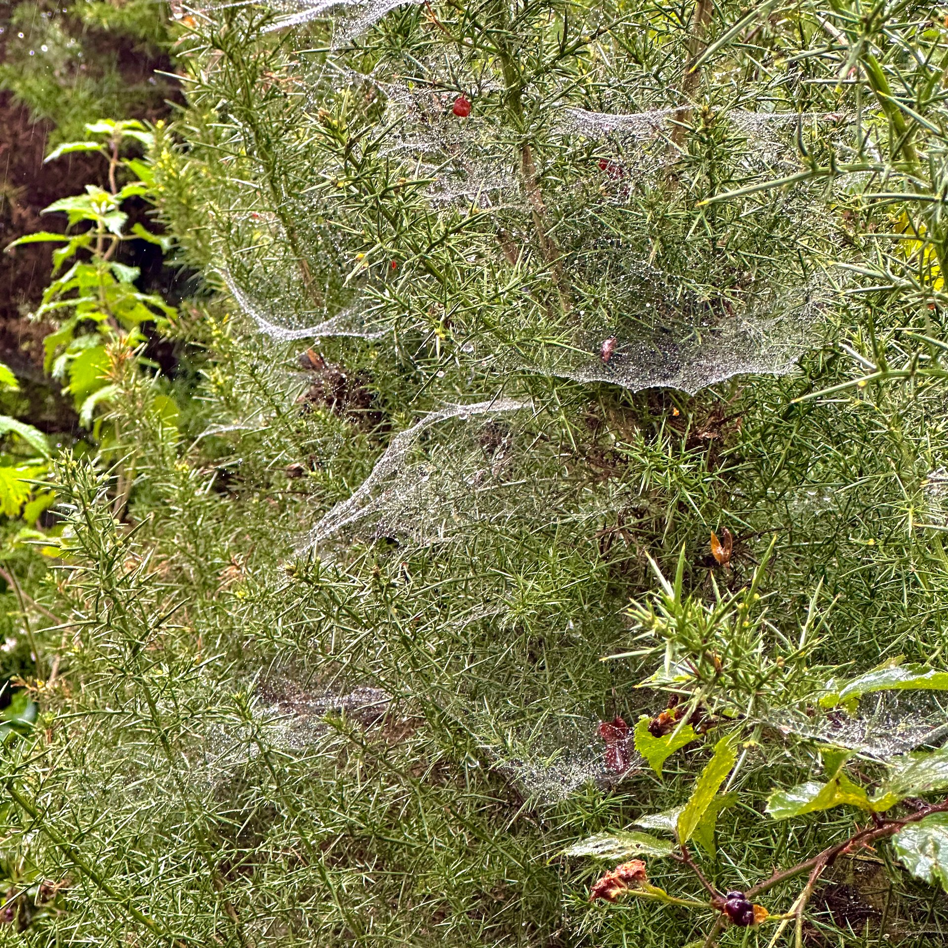  We thought these were spider webs, but it turned out to be some other type of caterpillar.  