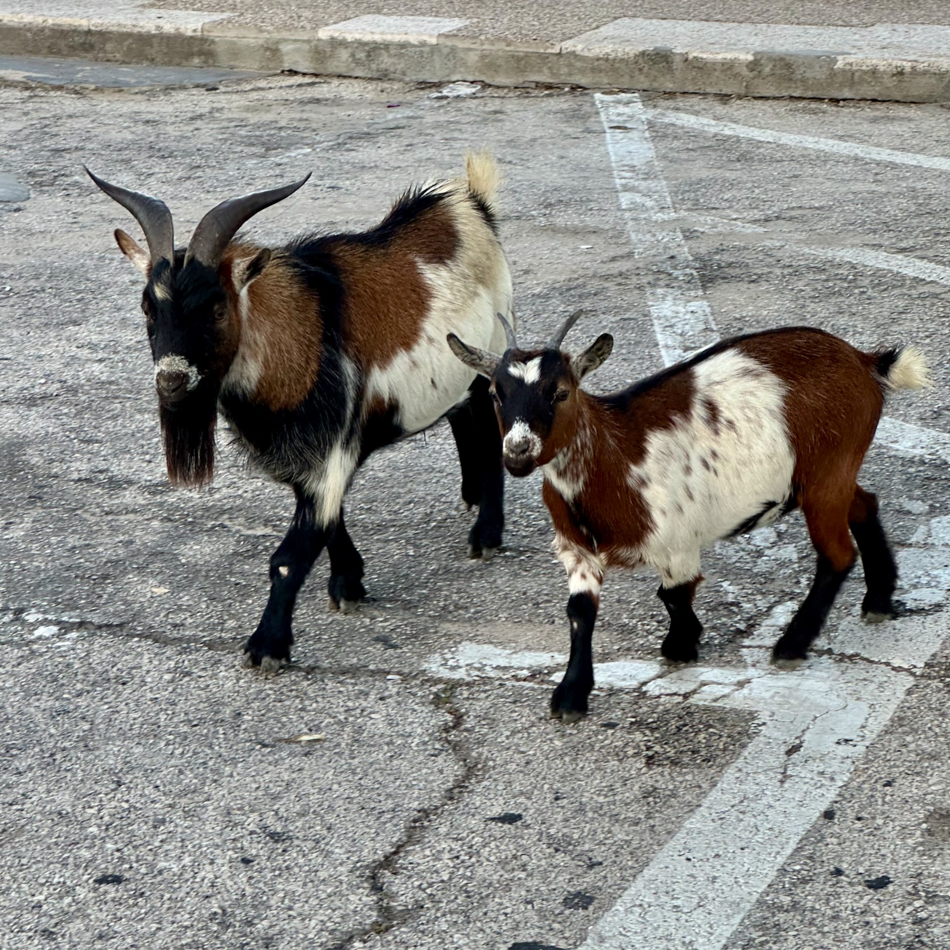  I think moma goat and her little one - there was some drame when they needed to cross the road and the little one was clearly not sure how to do it.  