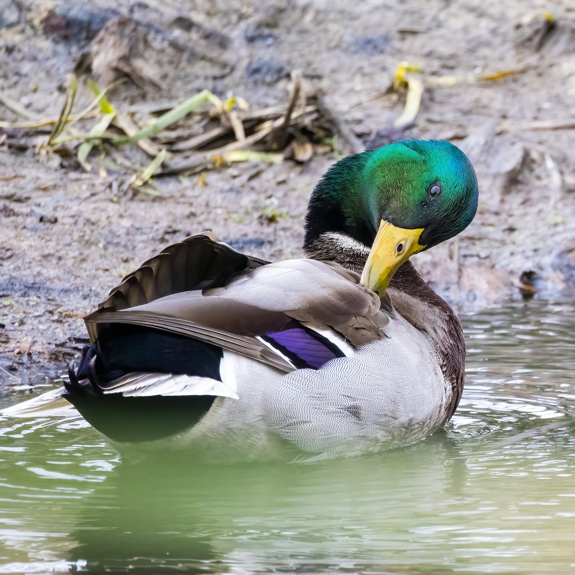  Yes, it’s just a mallard, but they are still quite beautiful.  