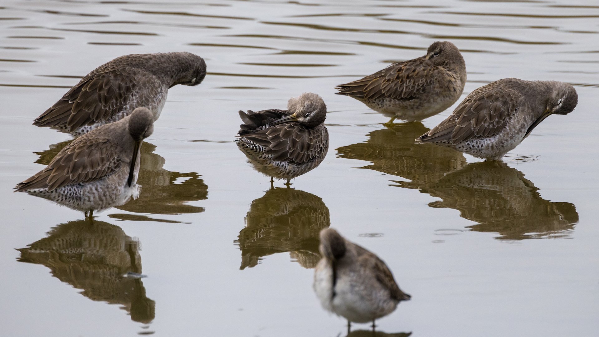  There was a big flock sandpipers - they are tough to ID, but I think they are short-billed dowitchers.  