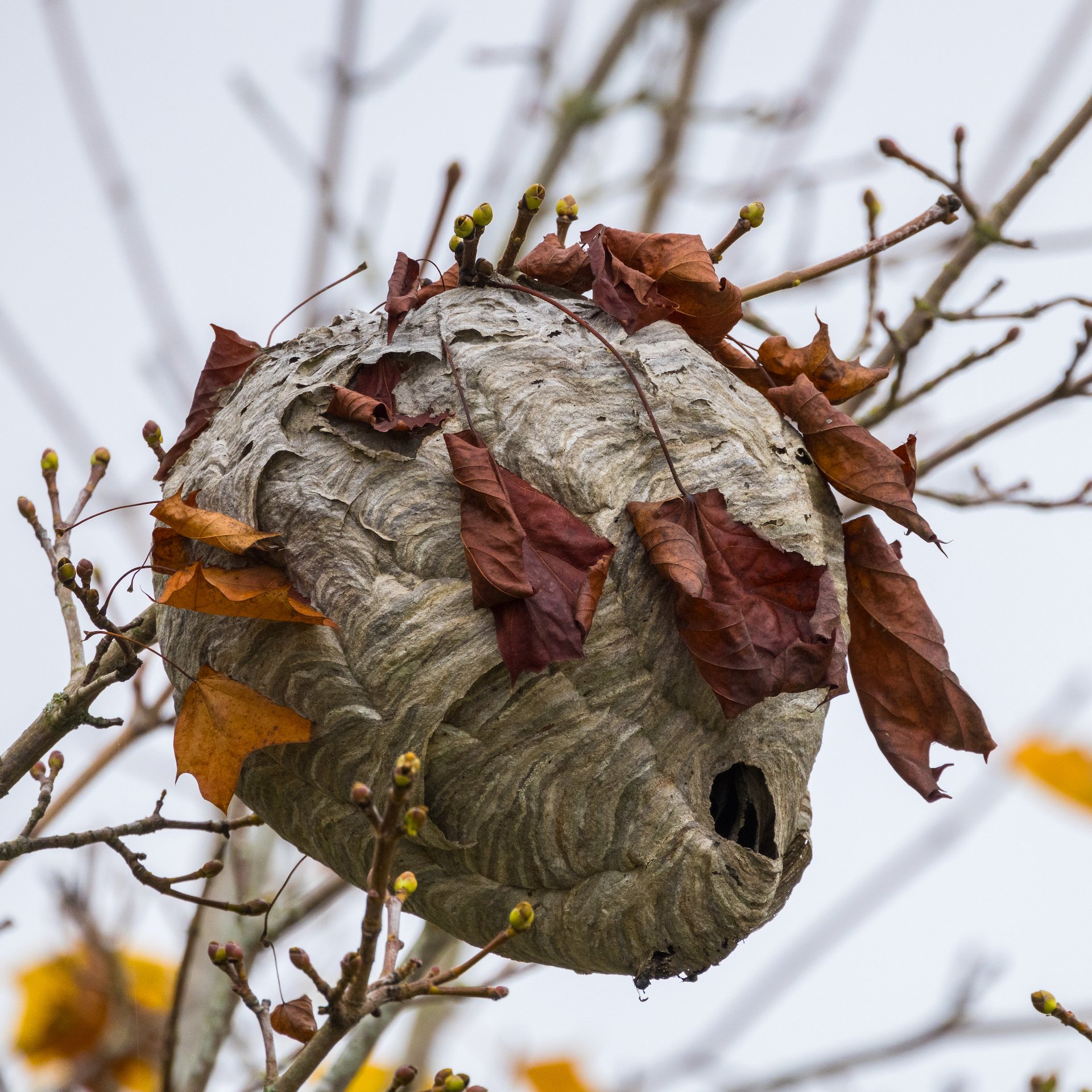  A cool wasp nest up in a maple tree. 