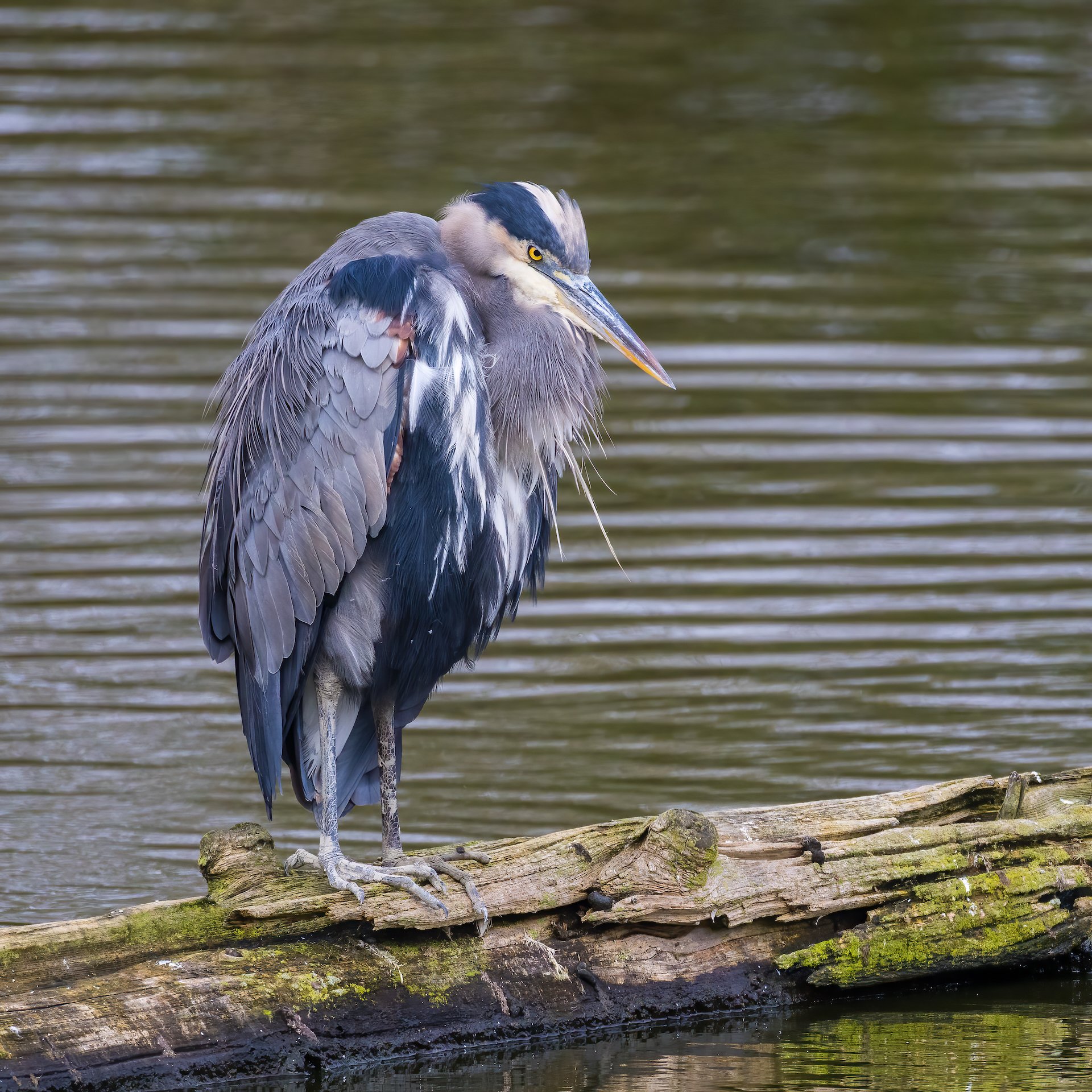  There were a huge number of herons out today. This was the closest/best posed.  