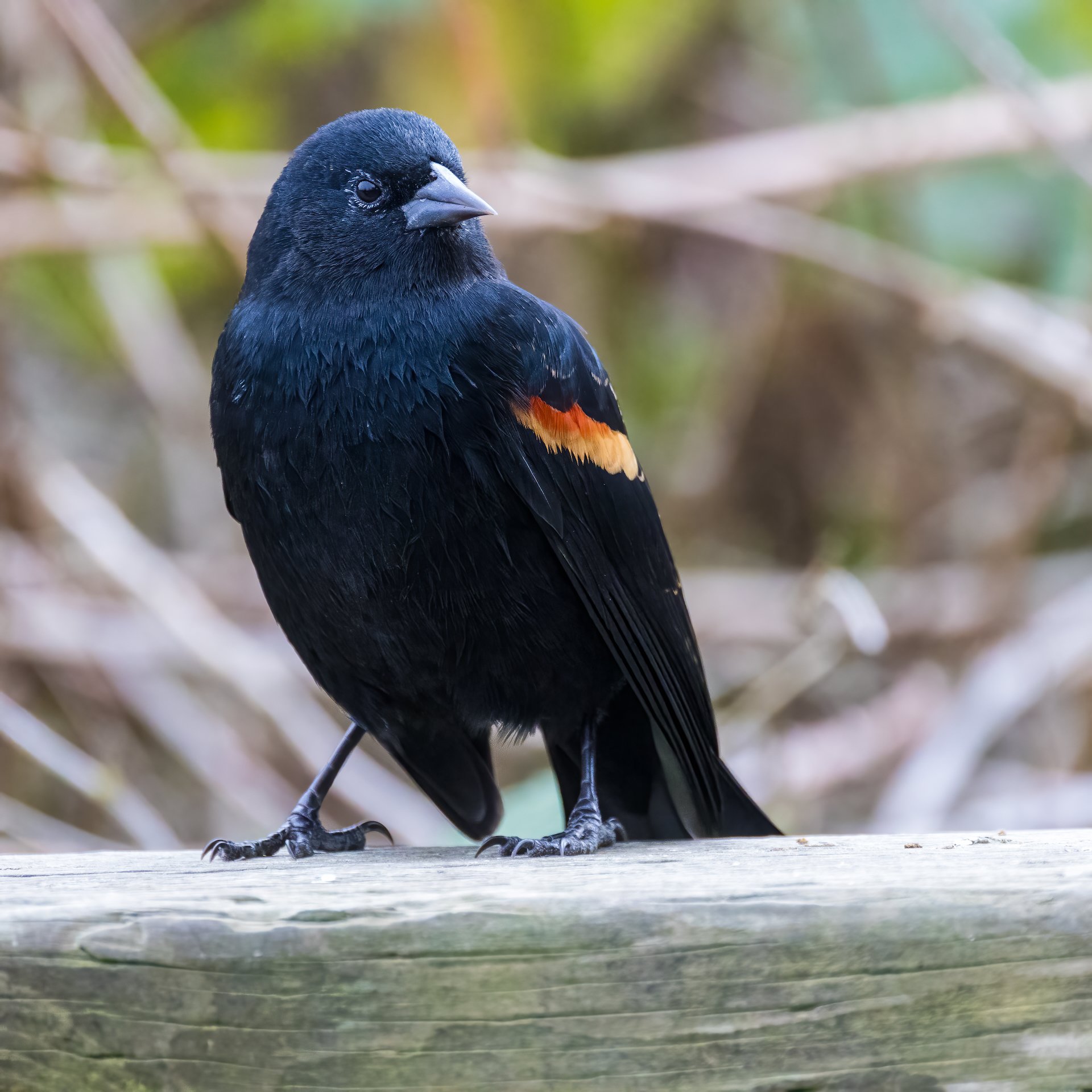 The red-winged blackbirds are getting pretty calm around people.  