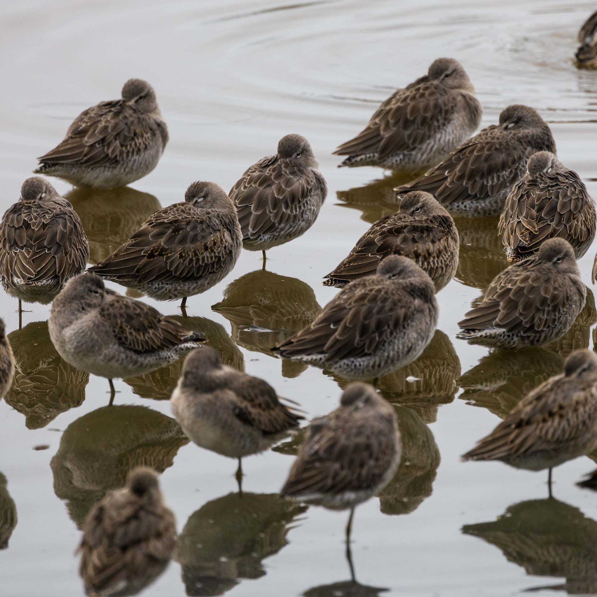  More of the dowitchers (I think).  
