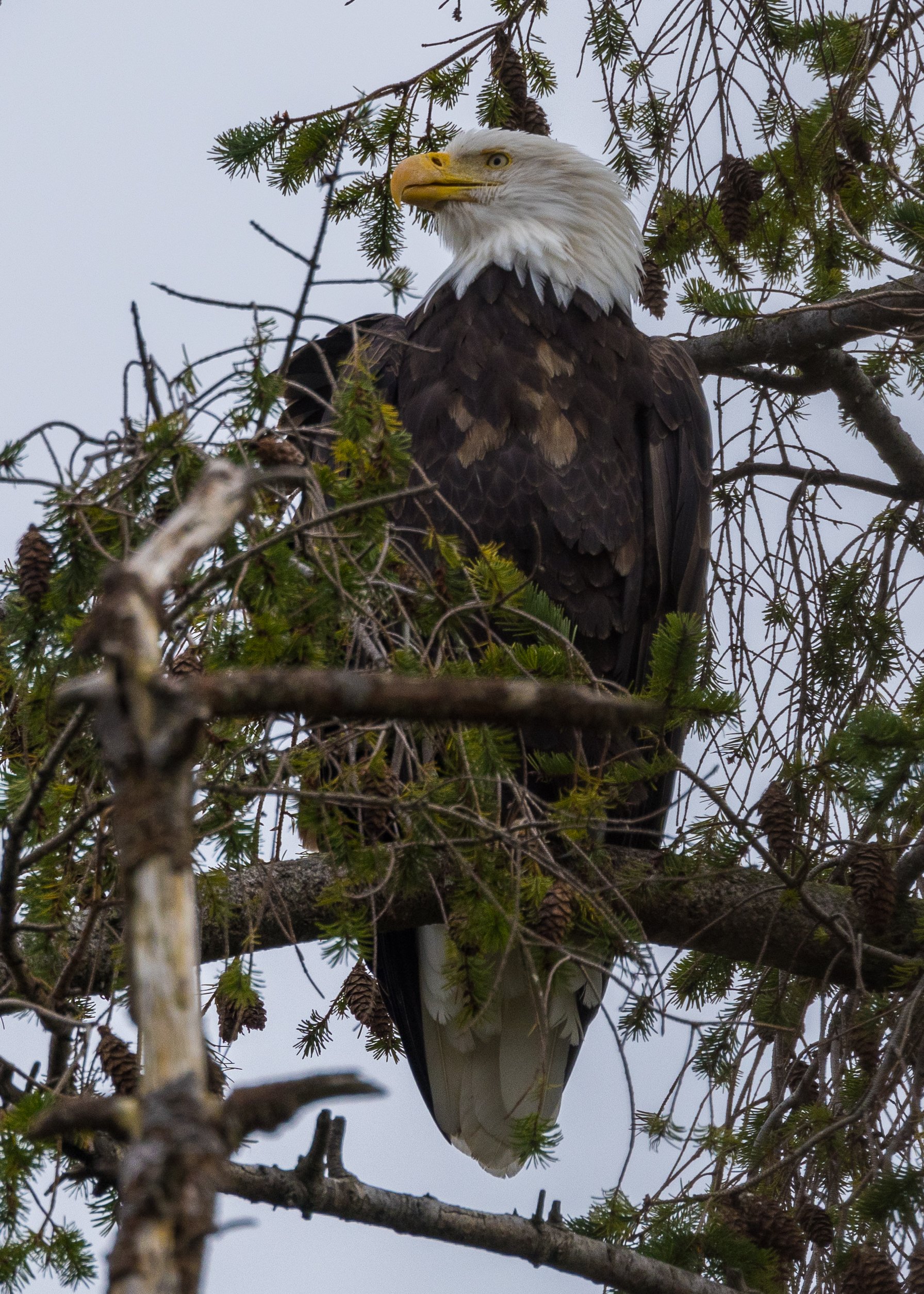  BAld eagles are pretty common at Reifel.  