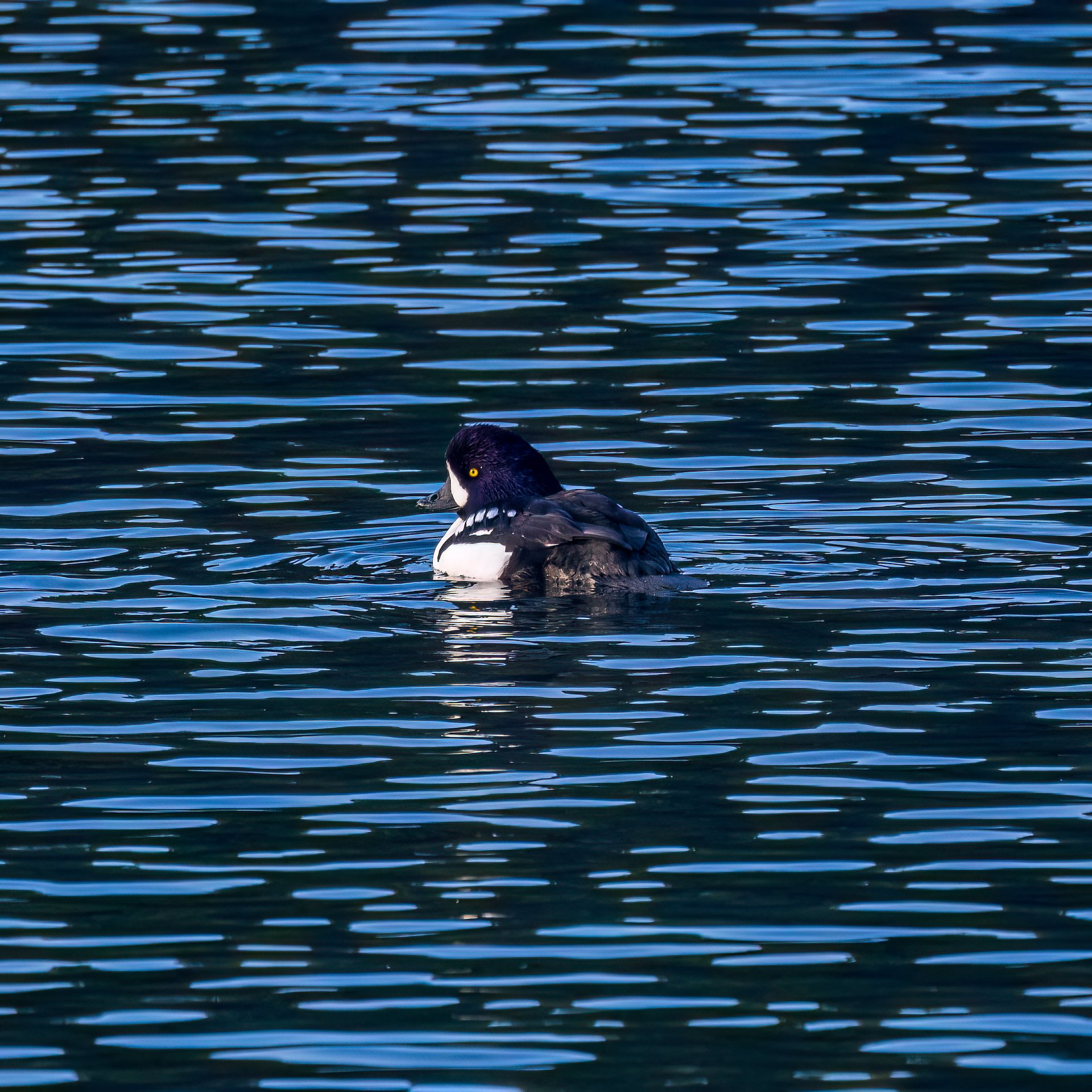  One of my favorites from the day - a male, Barrow’s Goldeneye. I love the way the water looks! 