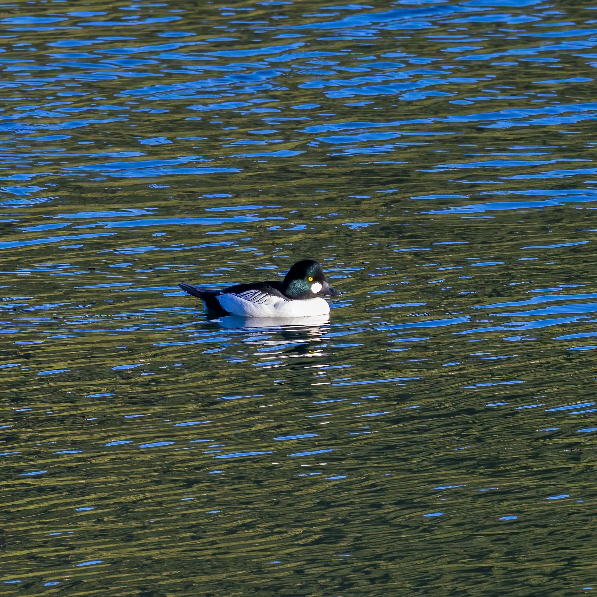  Male Common Goldeneye. I love that the light gave the green reflection off the head.  