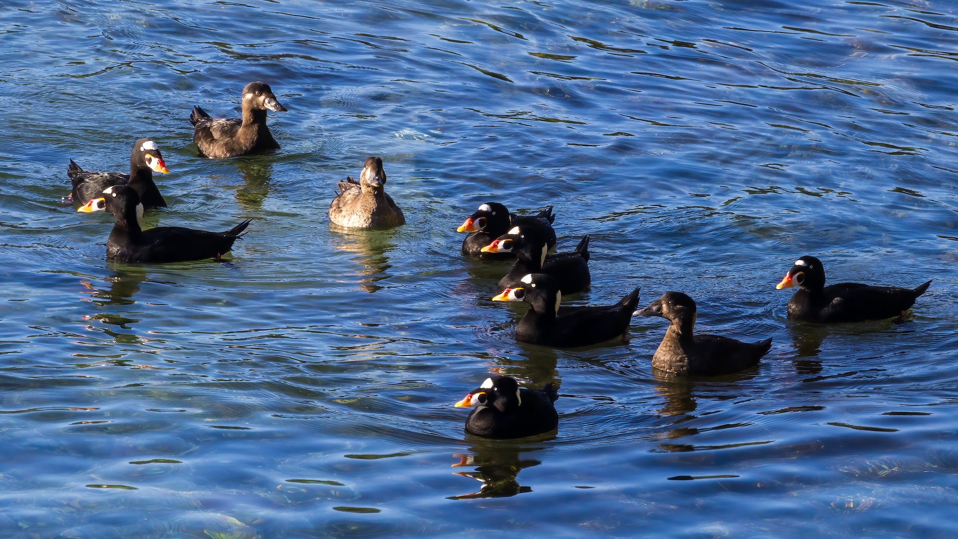  A flock of Surf Scoters! 