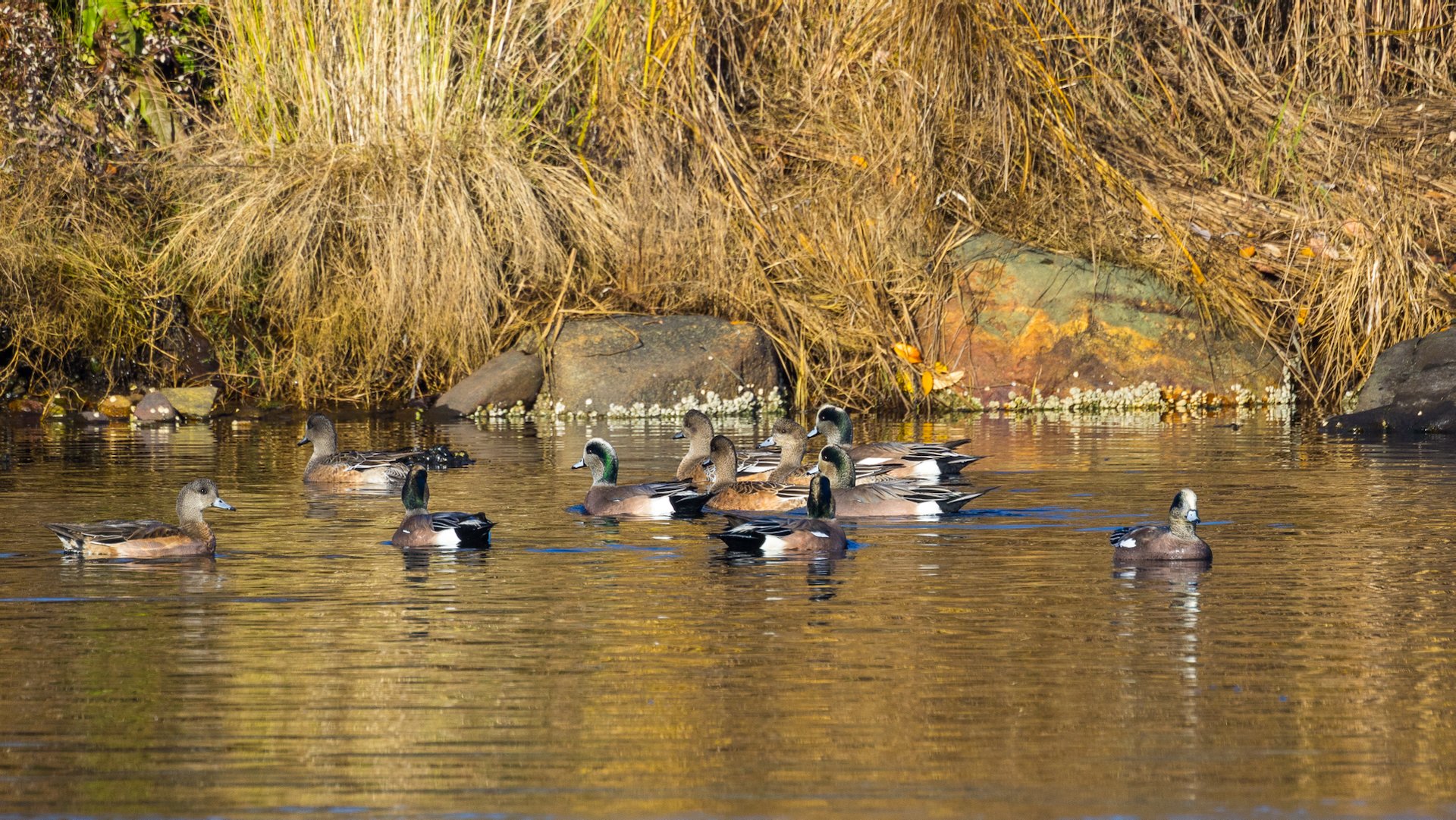  There were lots of ducks in the freshwater part of the lagoon. These are mostly Ameridan Widgeons.  