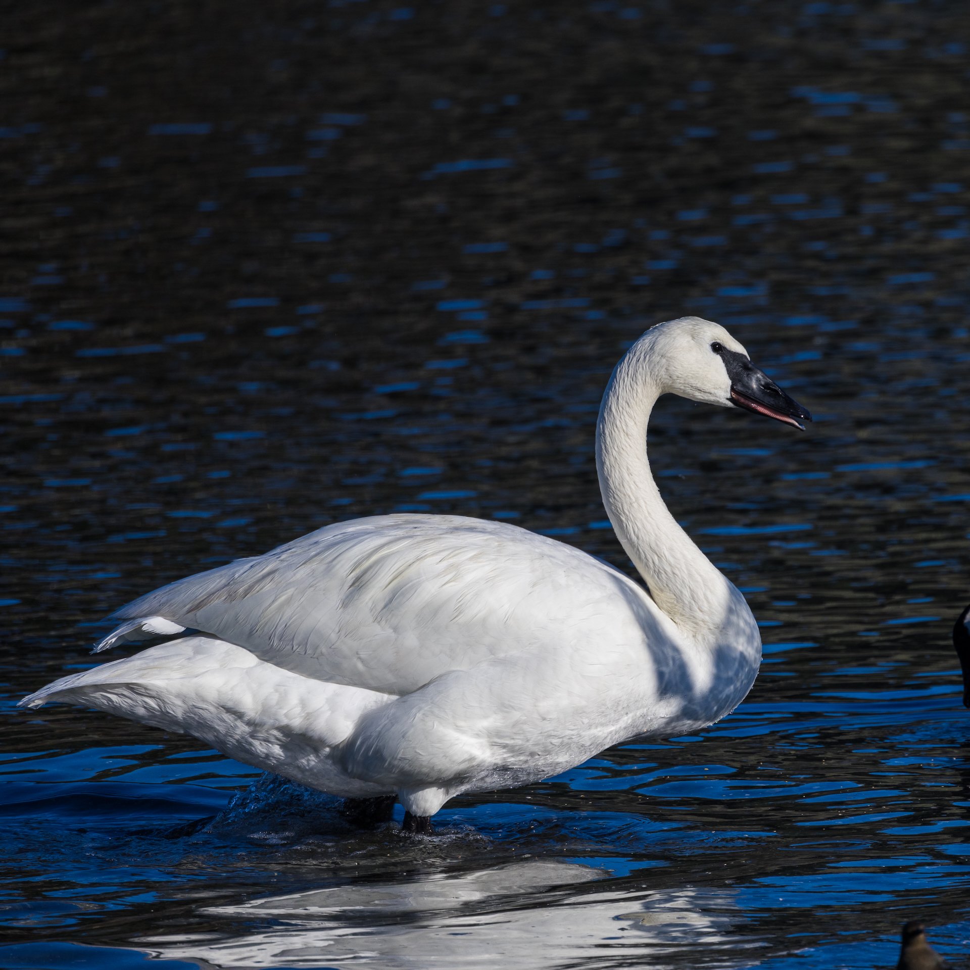  I believe this is a lone trumpeter swan, who seemed pretty used to people and was looking for handouts.  