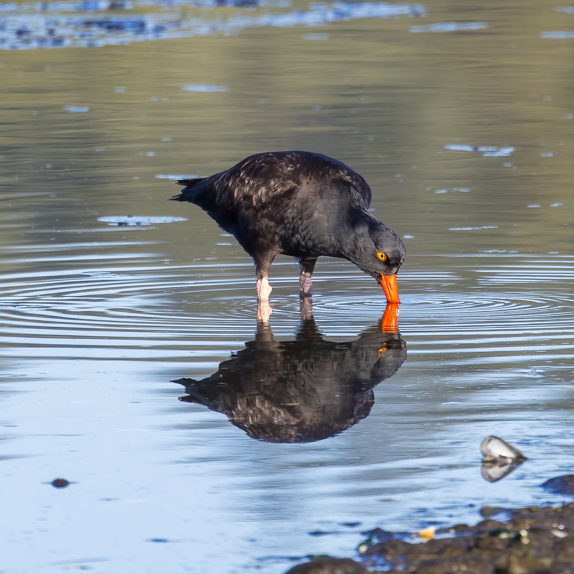  Oyster Catcher digging in the mud. 