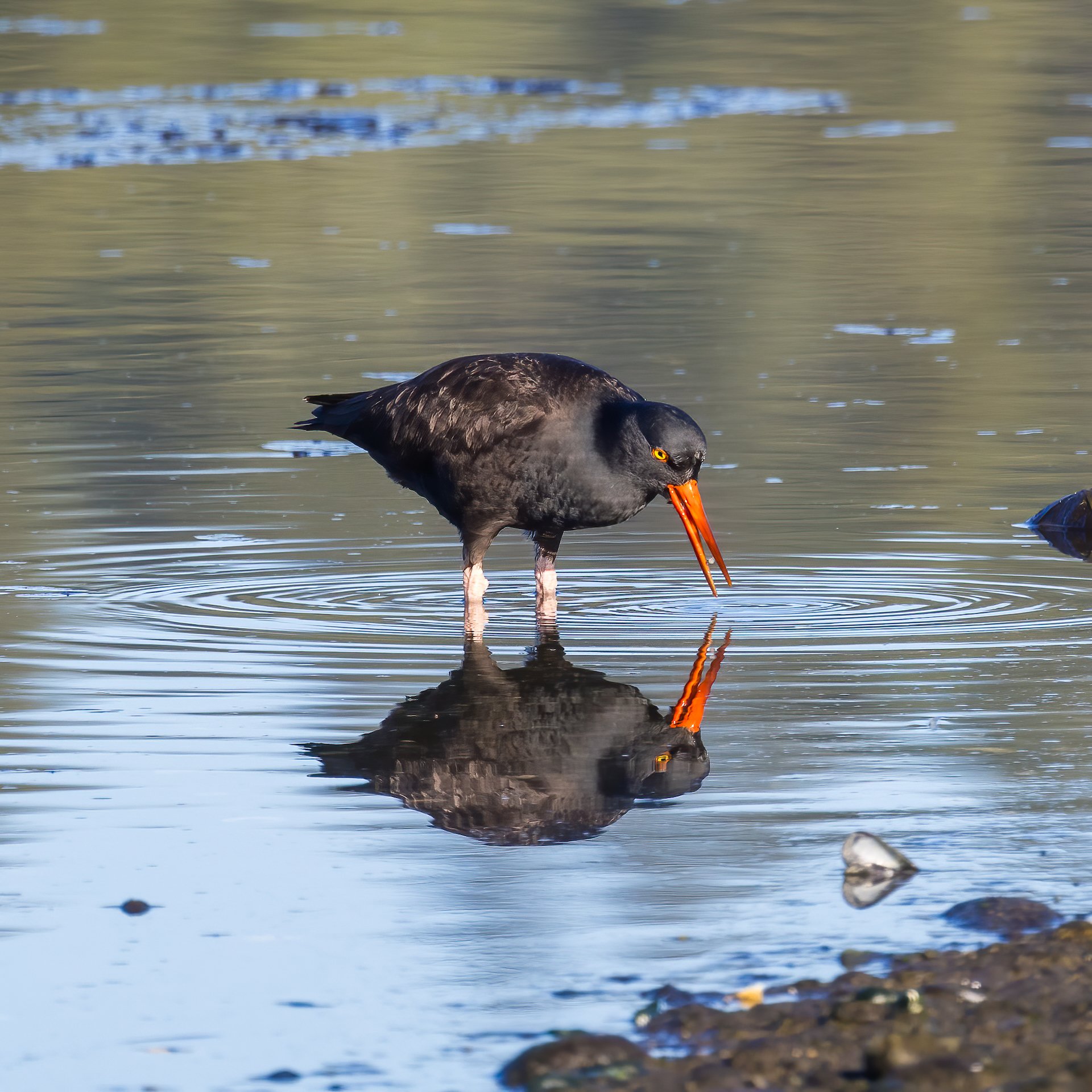  Oyster Catcher - not sure what that would be that he’s eating.  