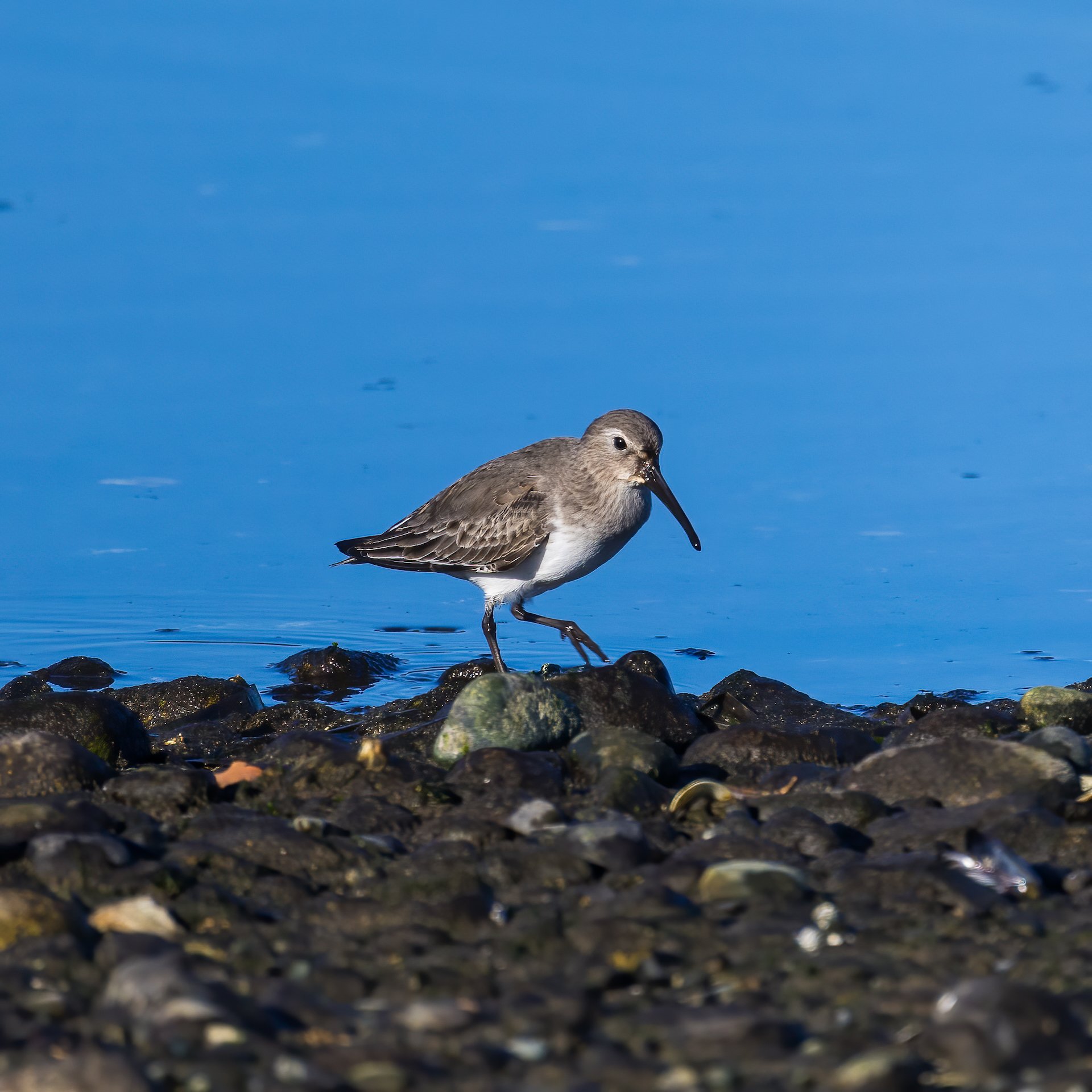  This was a new species - I think it’s a Dunlin.  