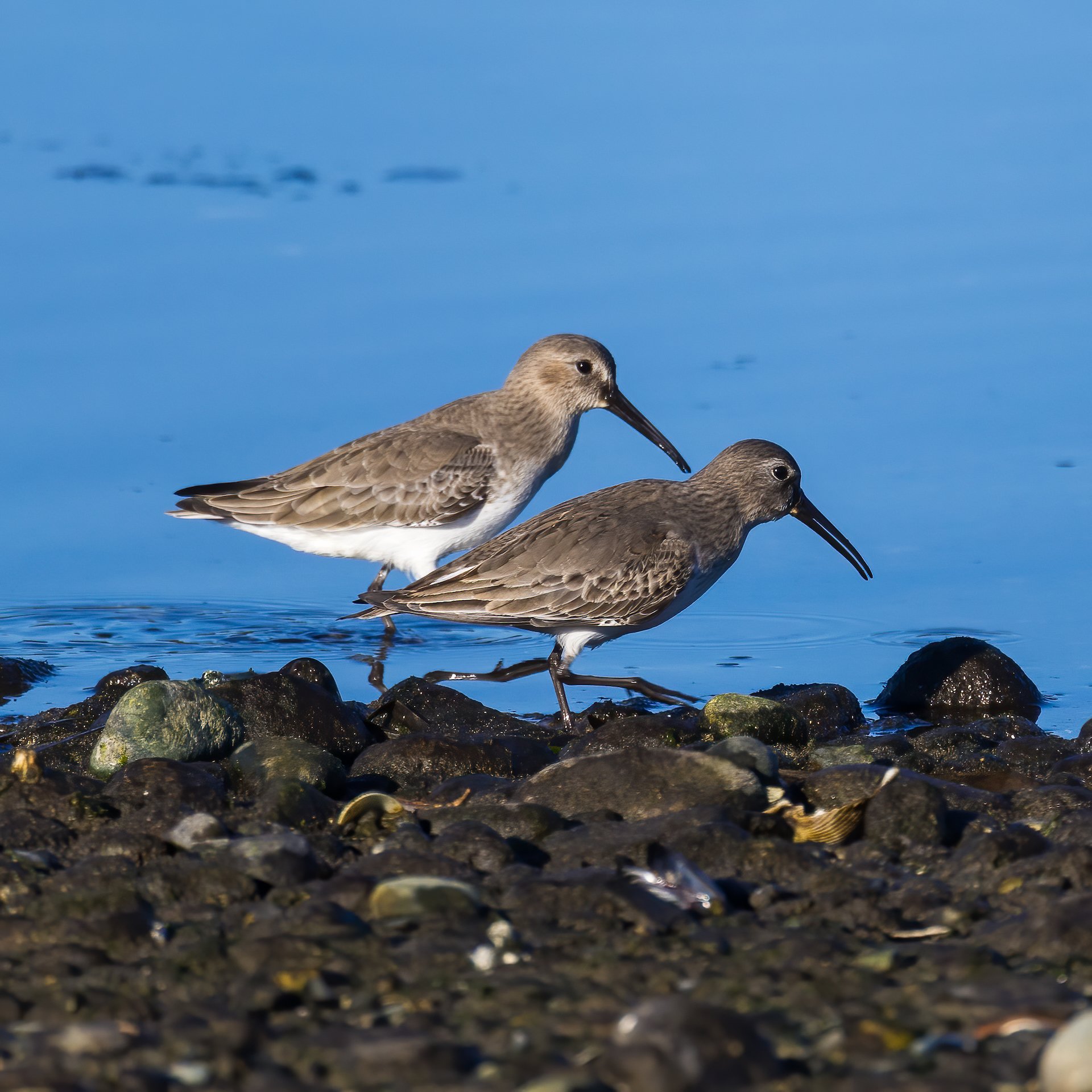  A pair of Dunlins.  