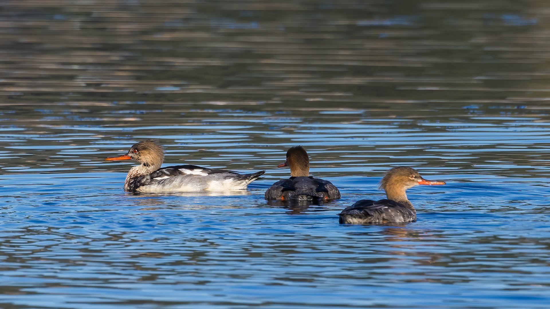  A small flock of Common Mergansers.  