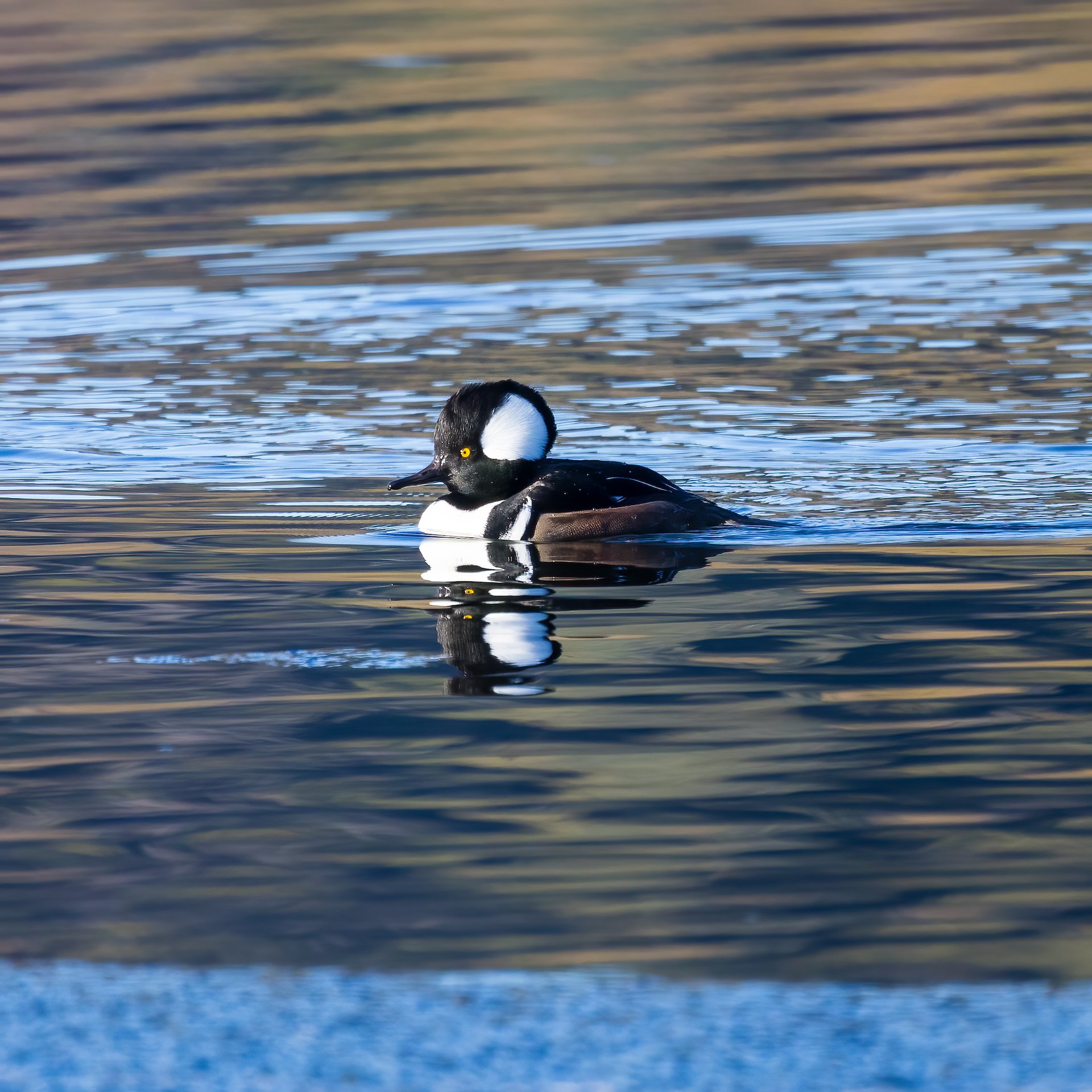 2023 11 Vancouver, Galiano and Victoria - 72.jpeg