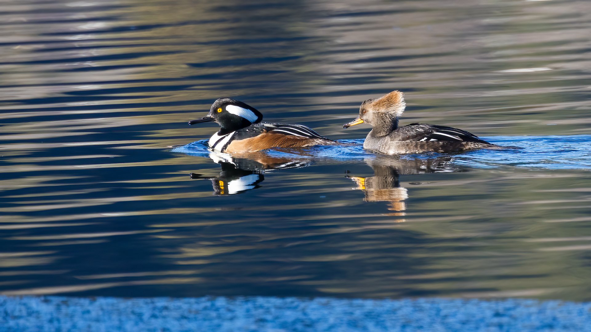  A few more shots of the Hooded Mergansers - they are such beautiful birds.  