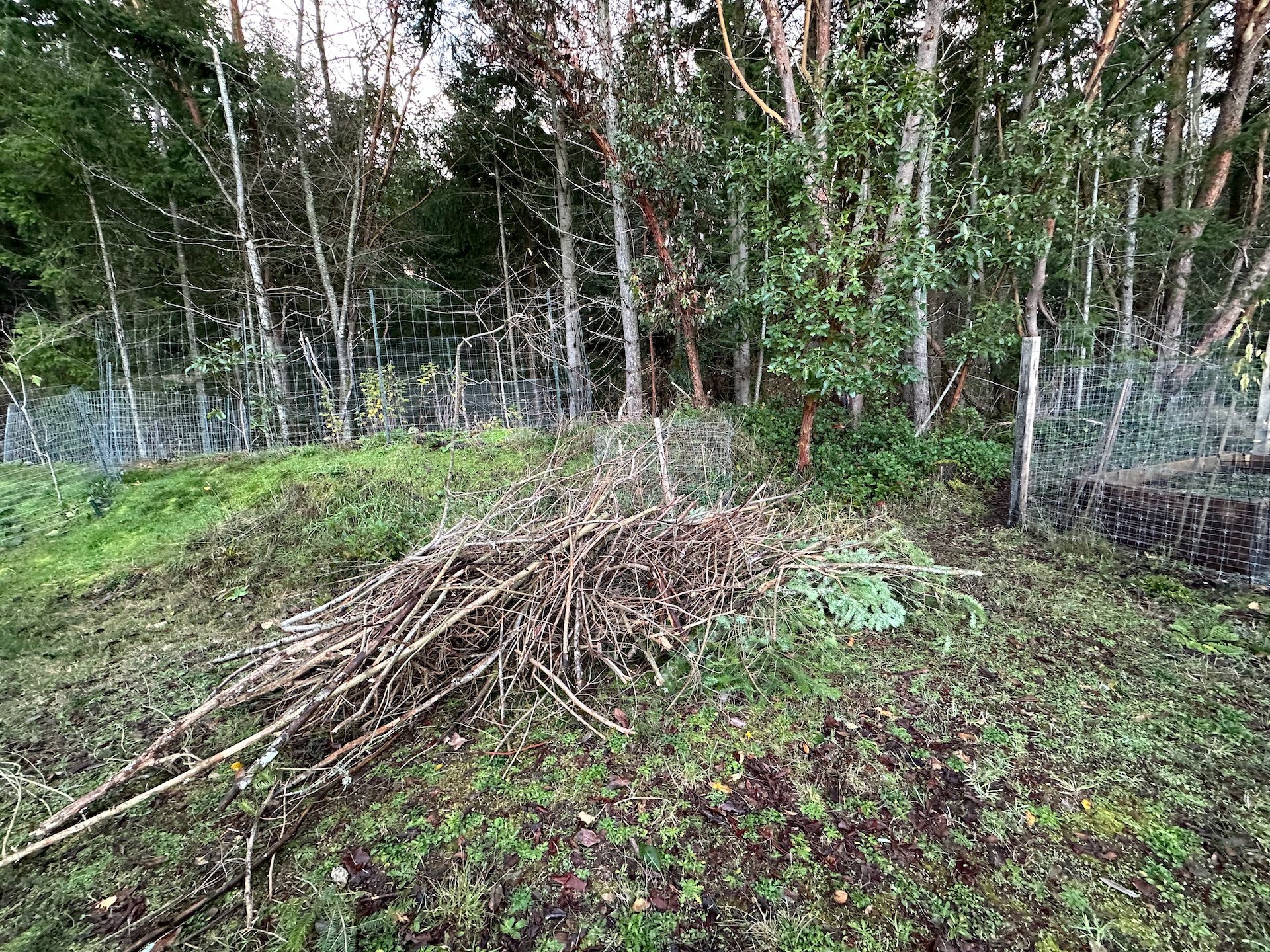  This was the pile of brush that I pulled from the forest earlier in the week. 