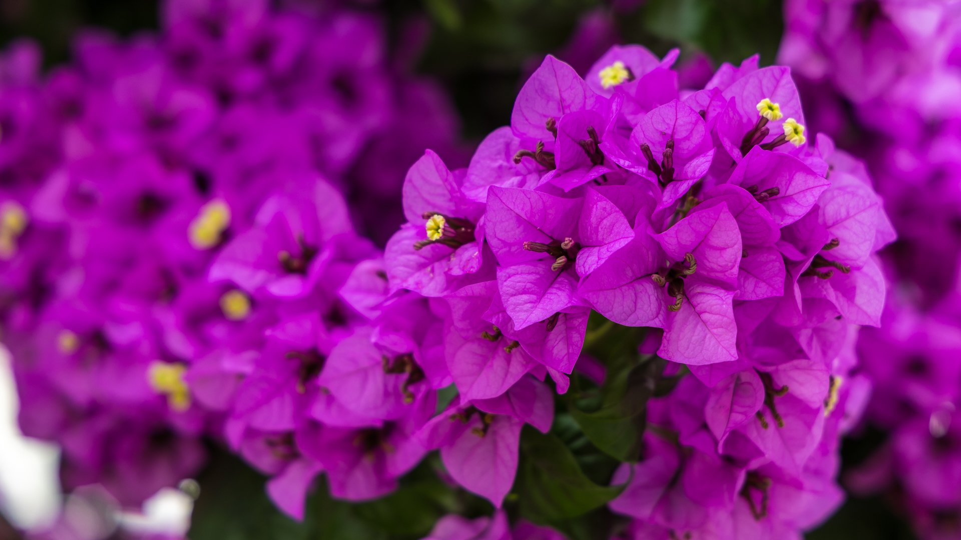  There are huge bougainvillea plants everywhere, providing a burst of colour on every corner. 