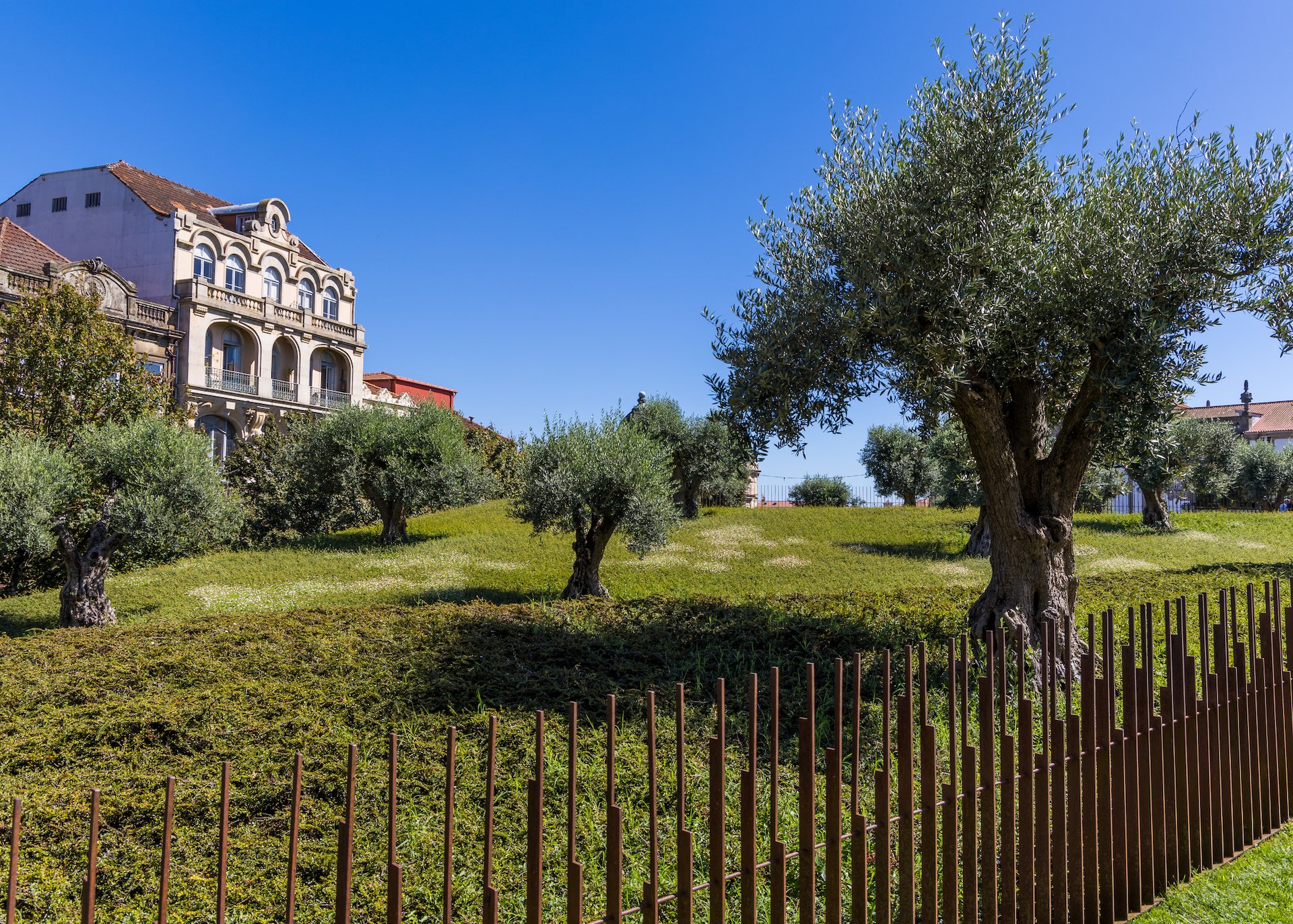  They planted this olive grove in the center of town, over top of another build.   https://livingarchitecturemonitor.com/articles/a-historic-square-revitalized-with-an-olive-grove-green-roof-in-porto-portugal-su21   