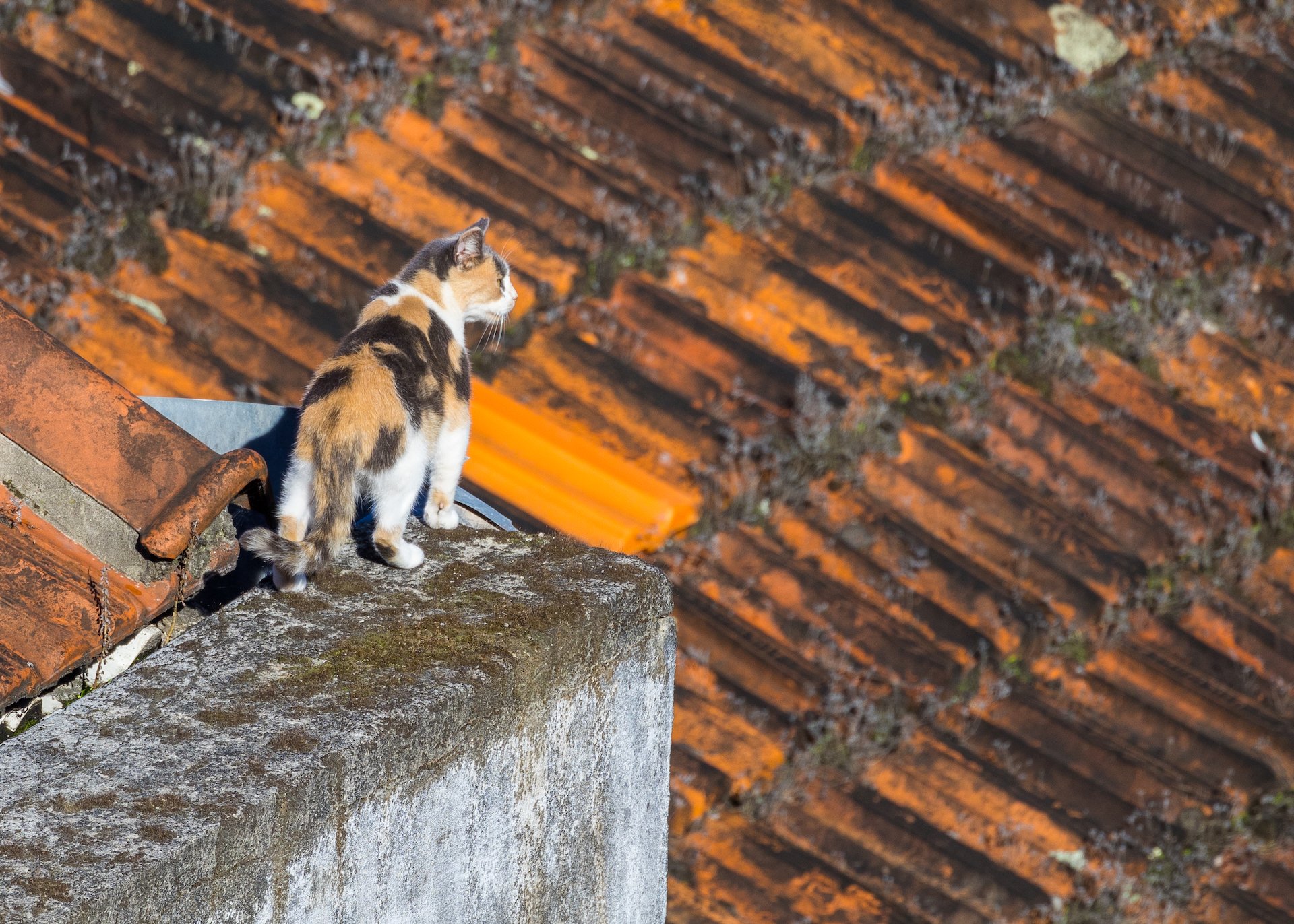  The roofs of the buildings underneath us had an entire ecosystem playing out on it. There were cats everywhere… 