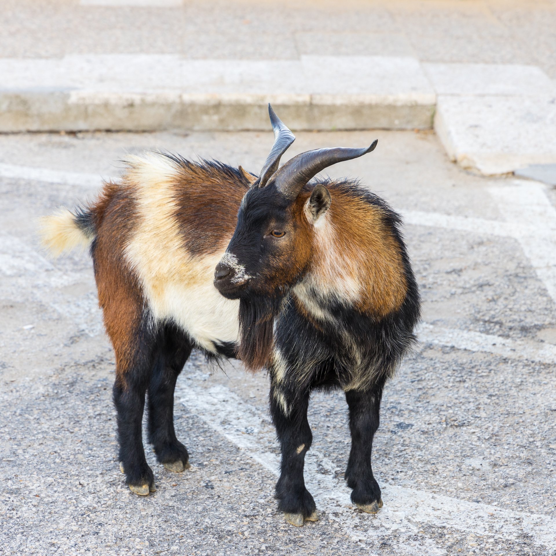  Urban Goats! 