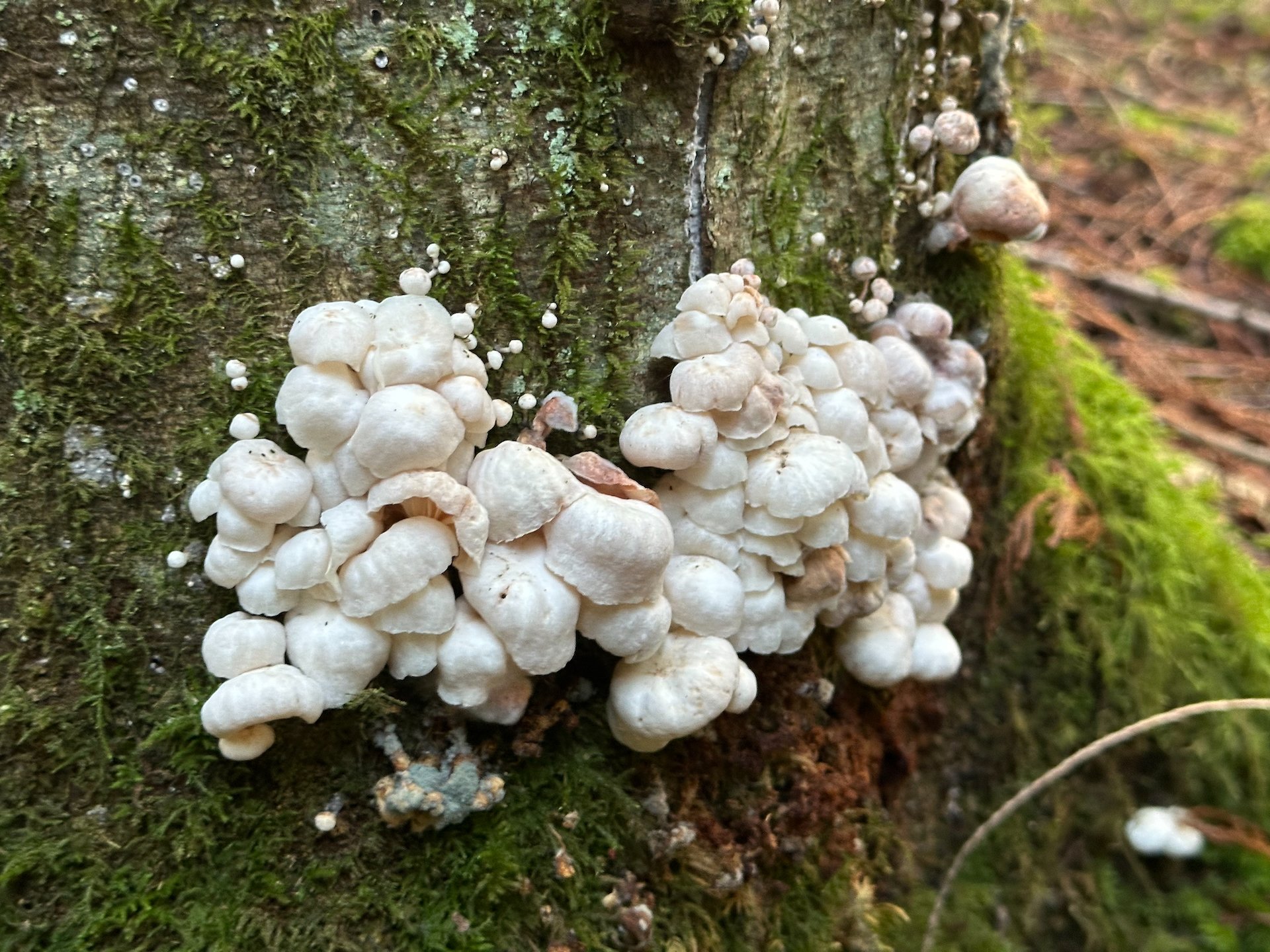  Some cool little white mushrooms on a tree. 