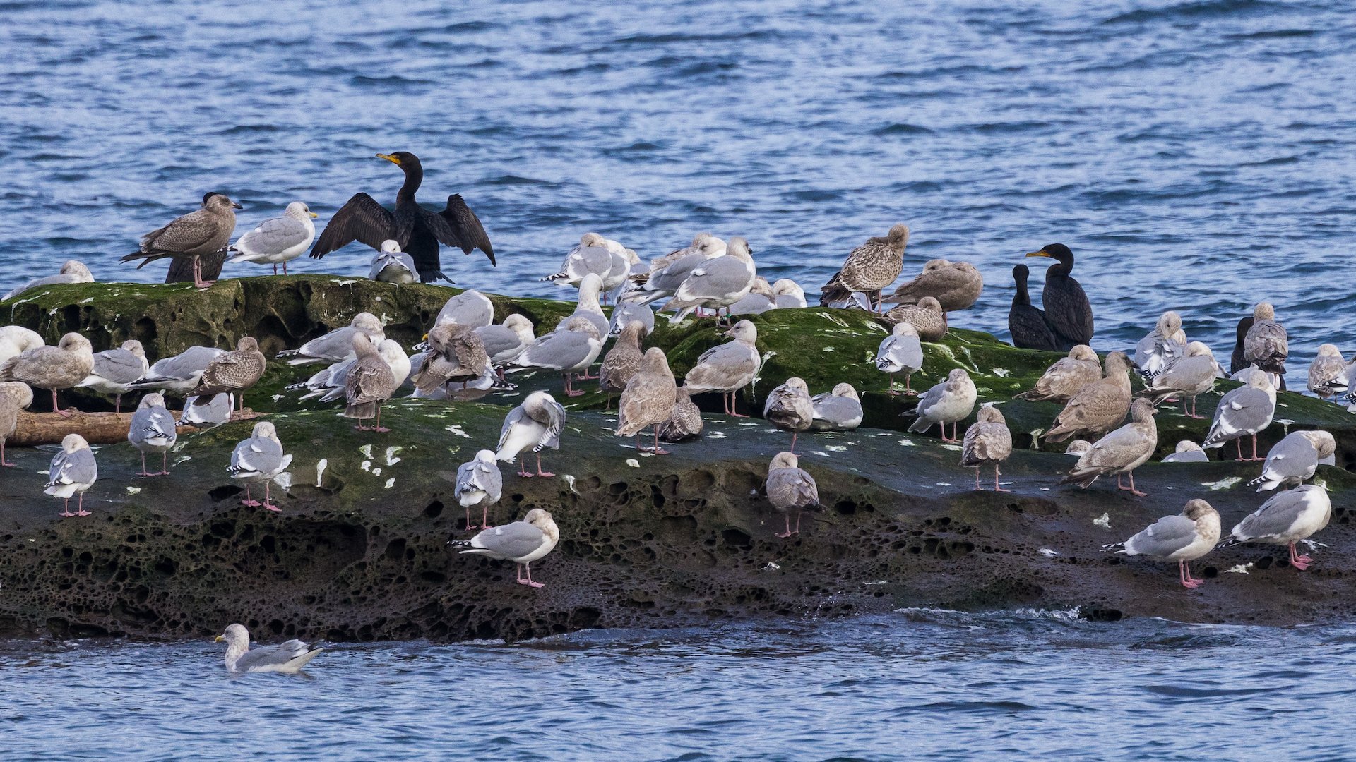  The rocks off the the beach were just covered in birds. Mostly gulls, but a few cormorants and even some shore birds. 