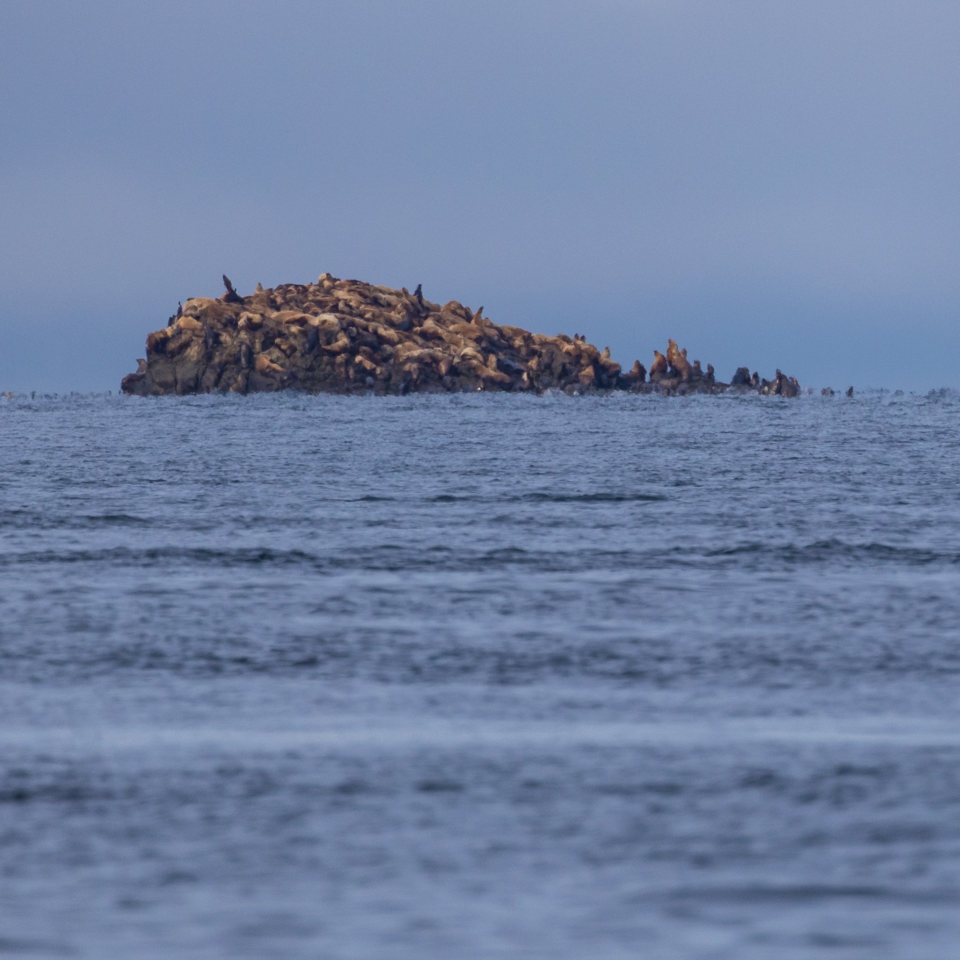  The sea lions were not on the beach in the park, but this offshore island was literally covered in them. 