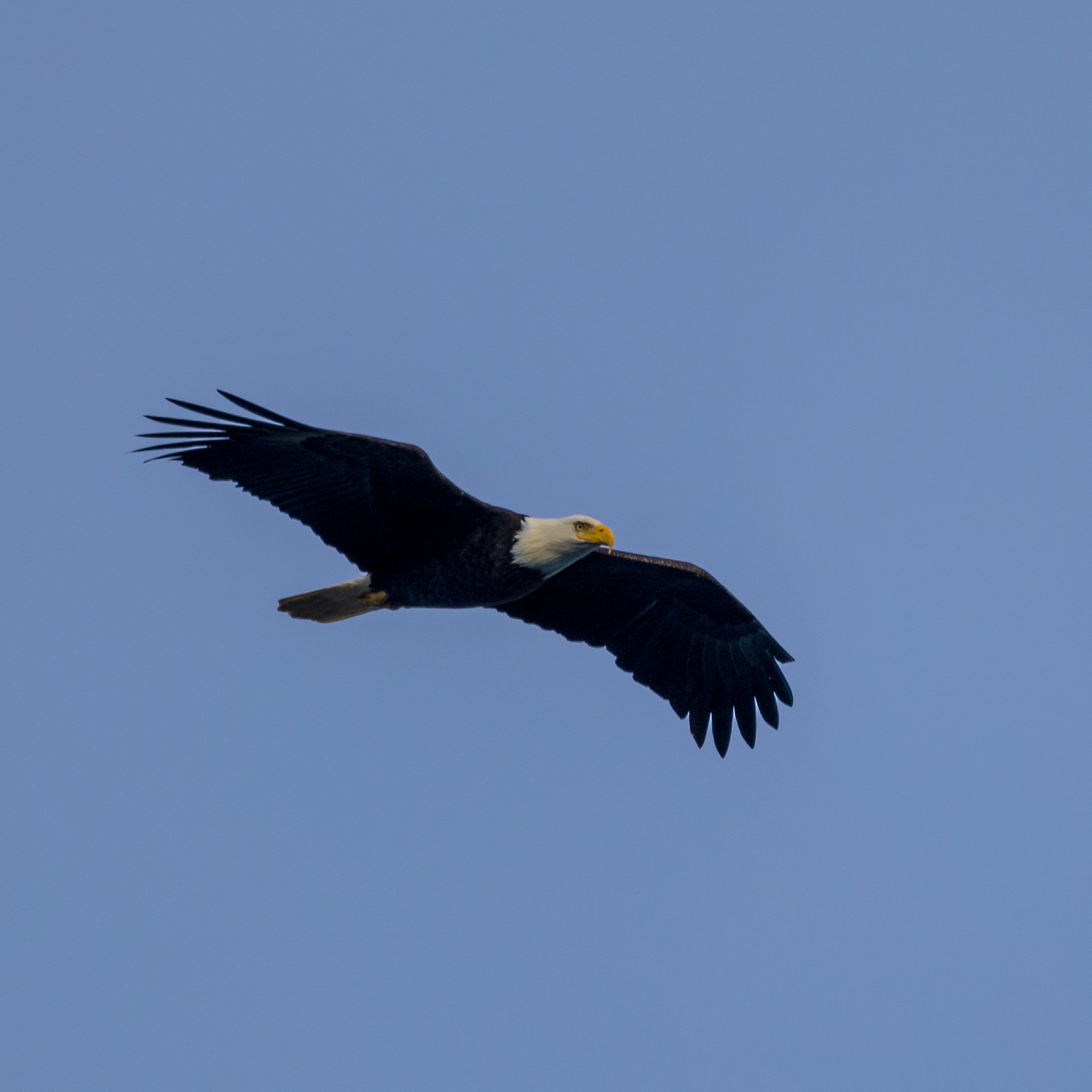  There were a lot of bald eagles flying around. 