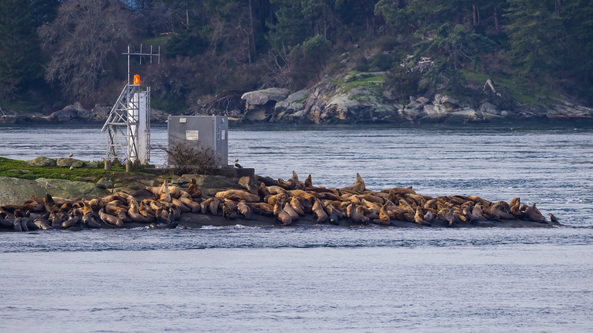  A little ways up the channel, you could see the main part of the sea lion colony. 