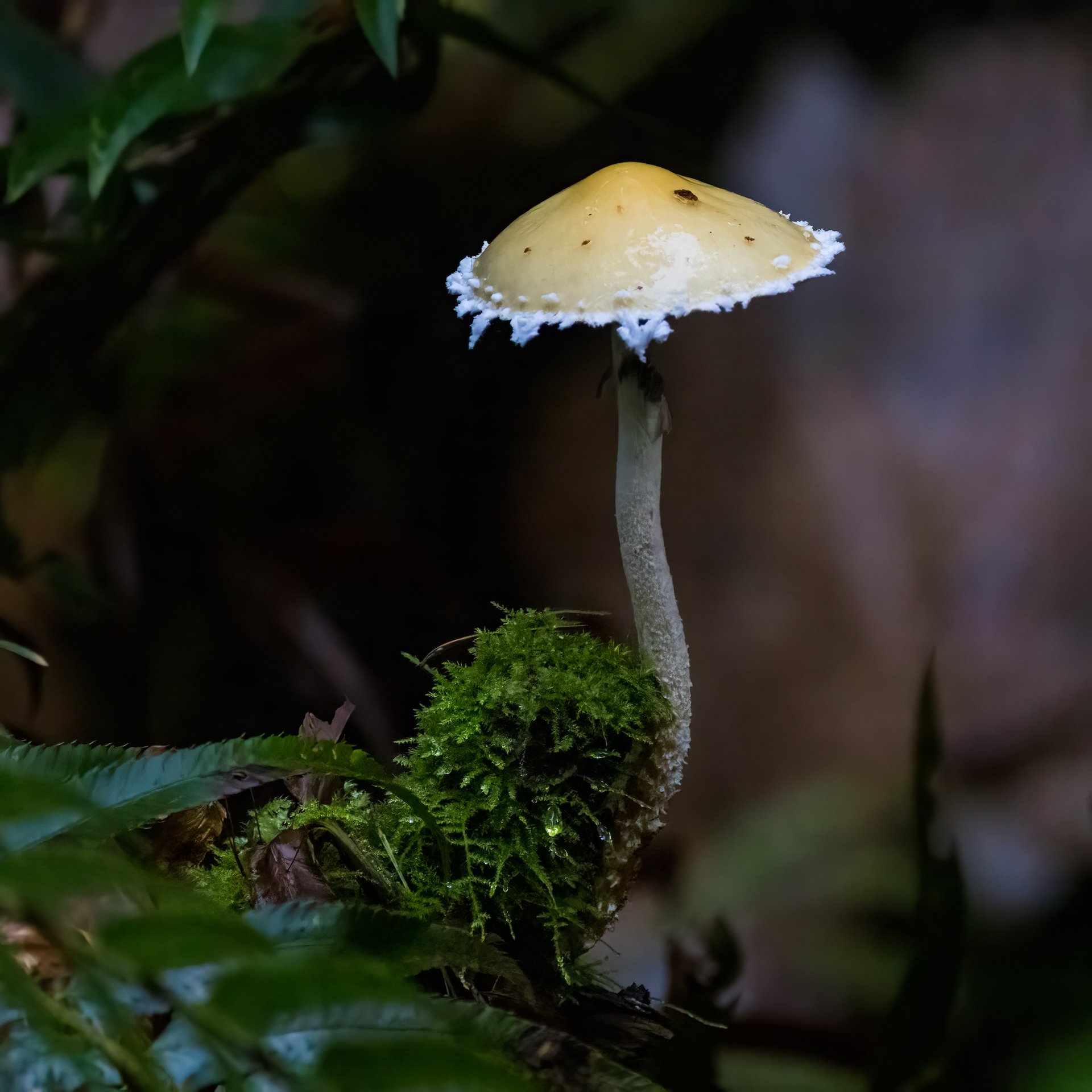  A cool little mushroom 