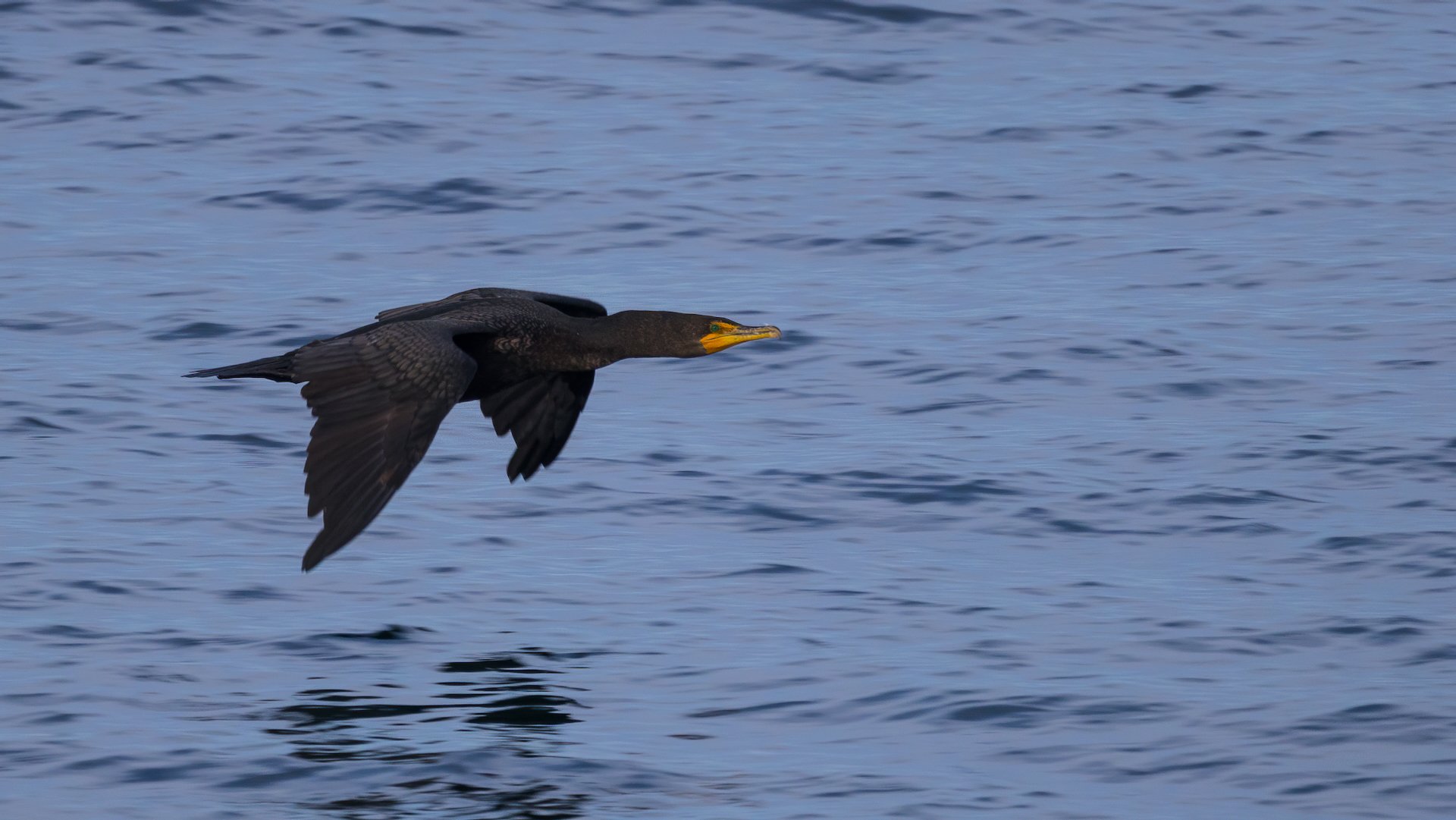  Double-crested Cormorant  