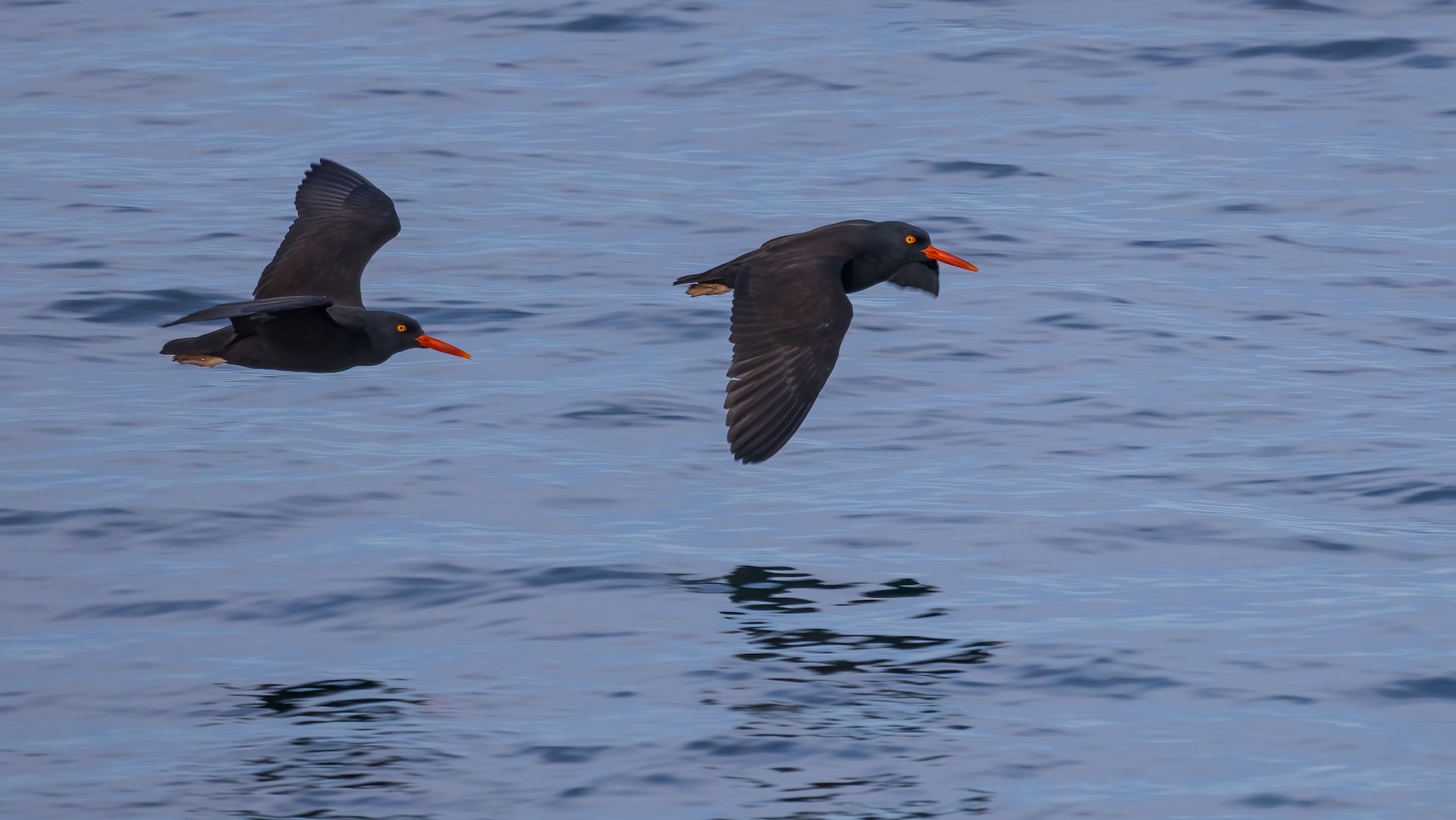  More oystercatchers 