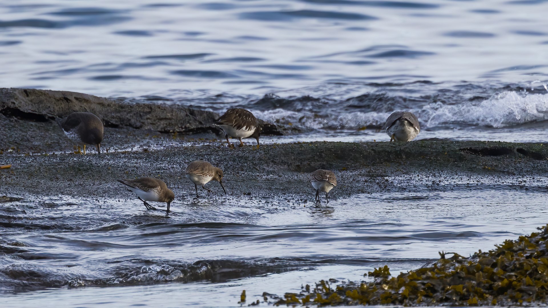  The larger, black and white birds are Black Turnstones; the others I think are Dunlins. 