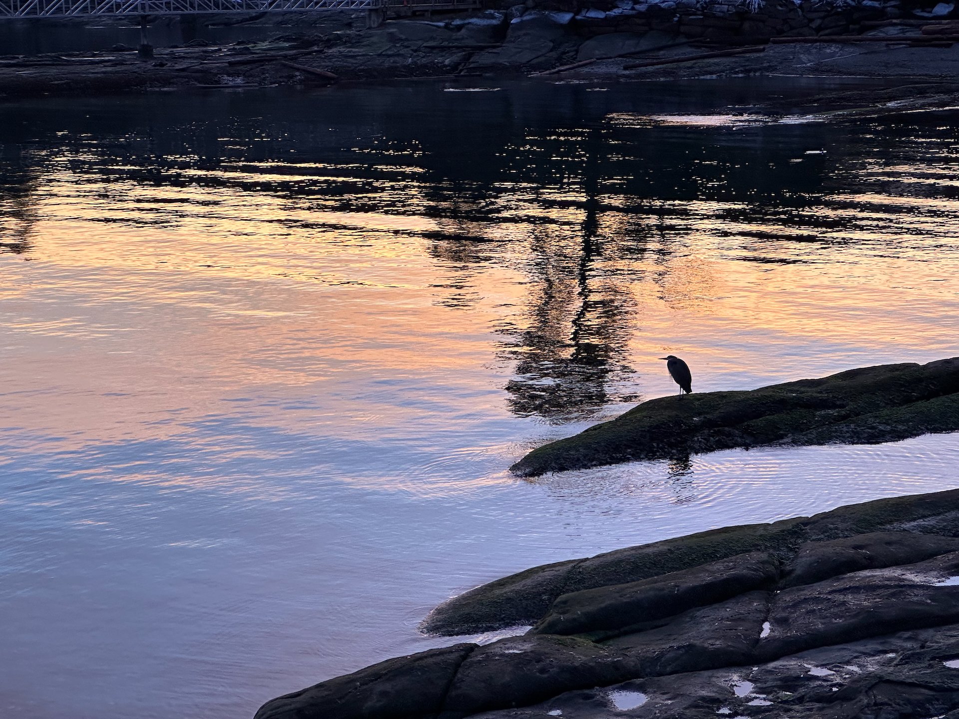  A heron on the shoreline. 